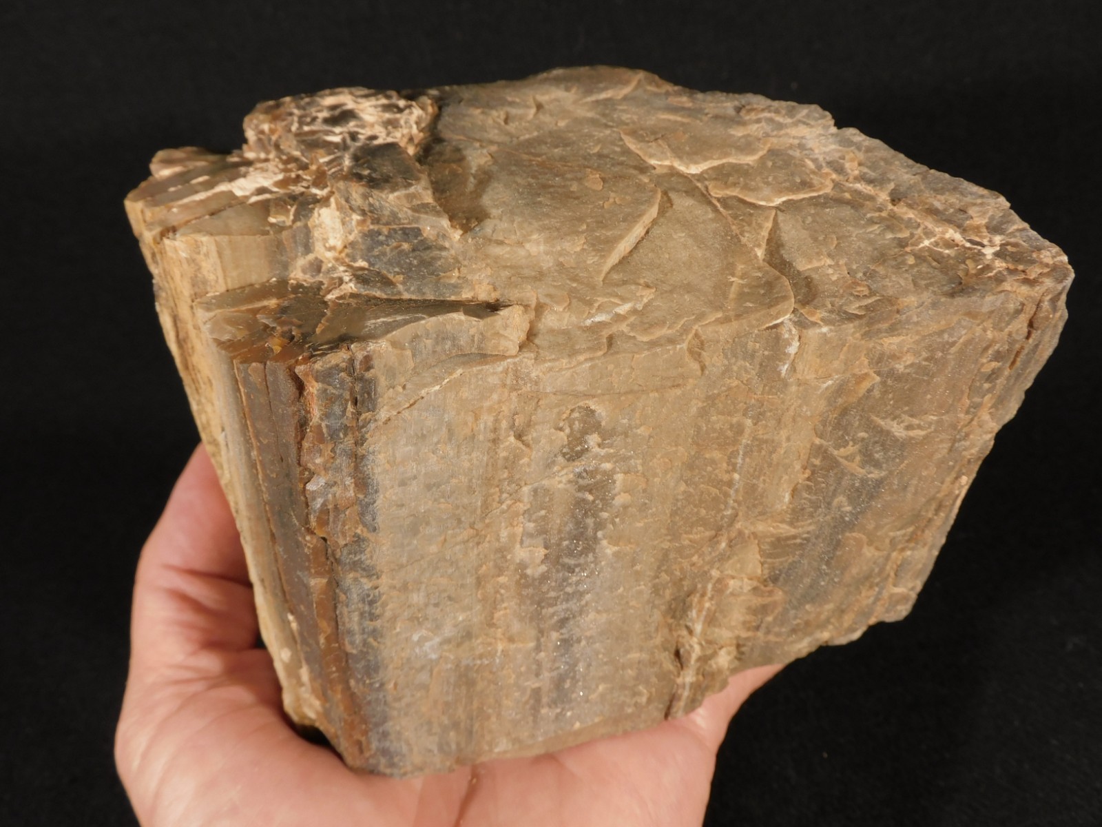 Nice BARK! Big Petrified WOOD Fossil From JURASSIC Utah 2200gr