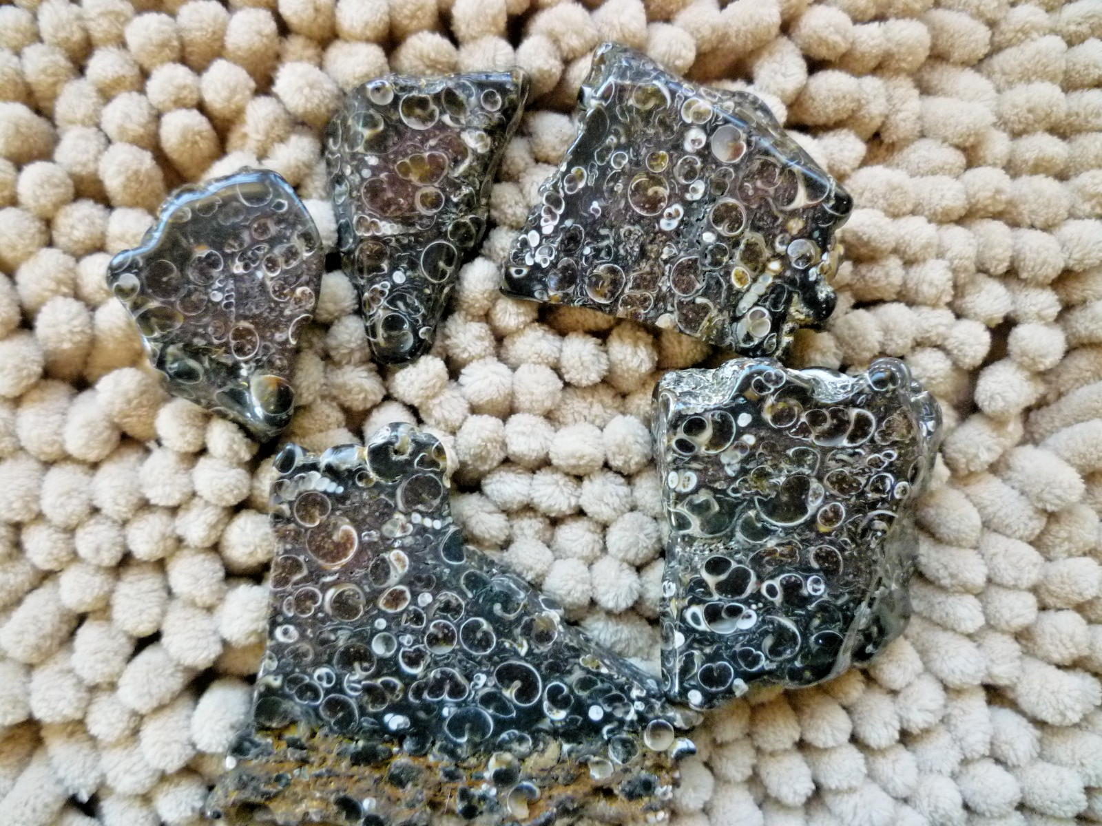 Turtilla Fossil Agate Polished 5 Pieces Smooth sided 9.5 Ounces Cabbing Display