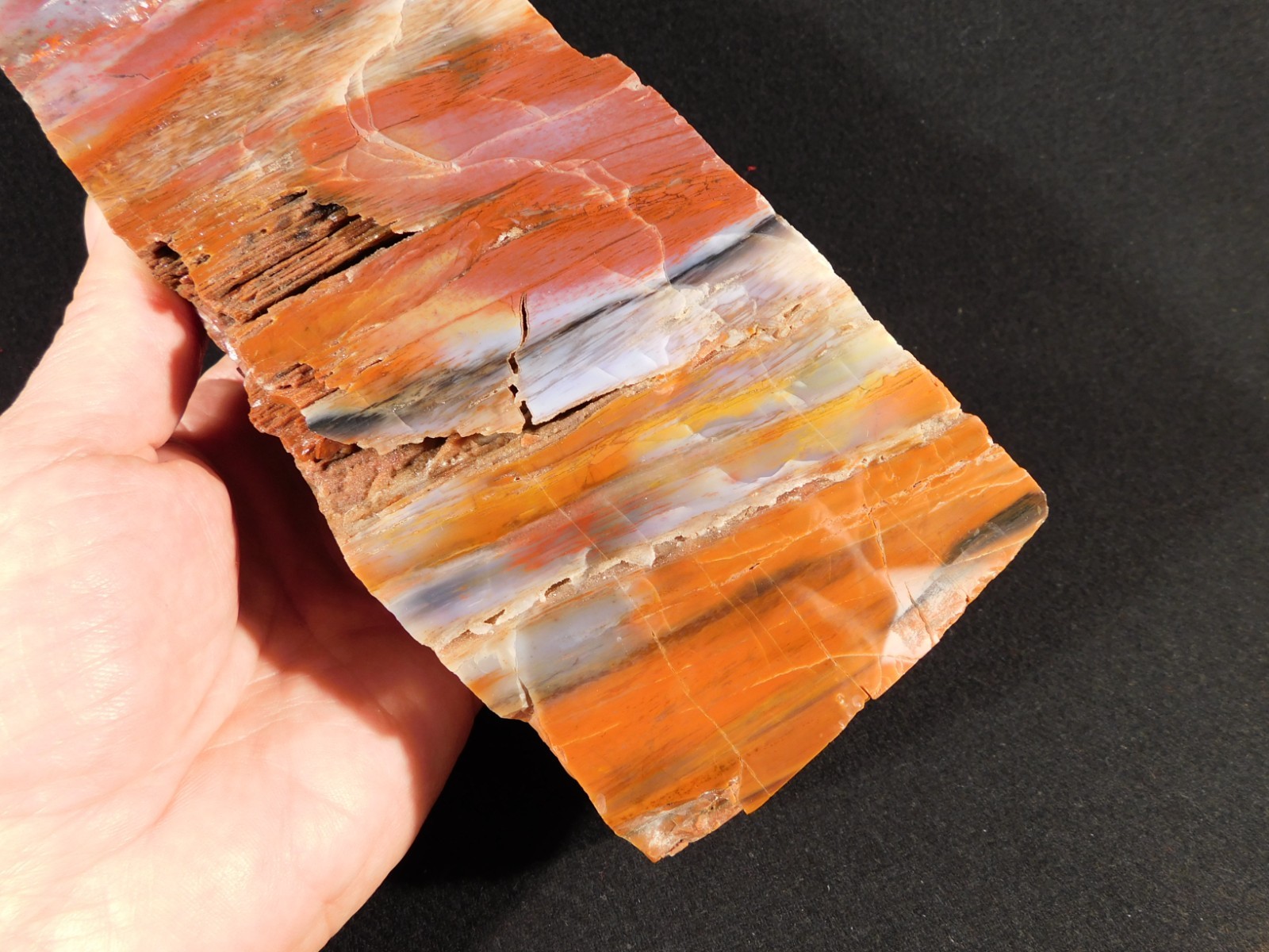 Big Free Standing Polished Deep RED Petrified RAINBOW WOOD Fossil Arizona 1791gr