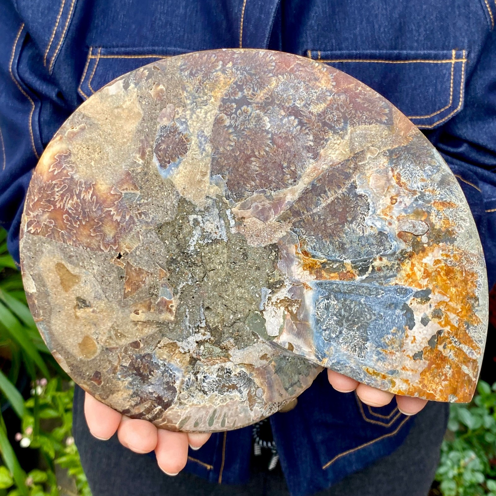 1.77LB Natural agate fossil snail shaped convex round gemstone