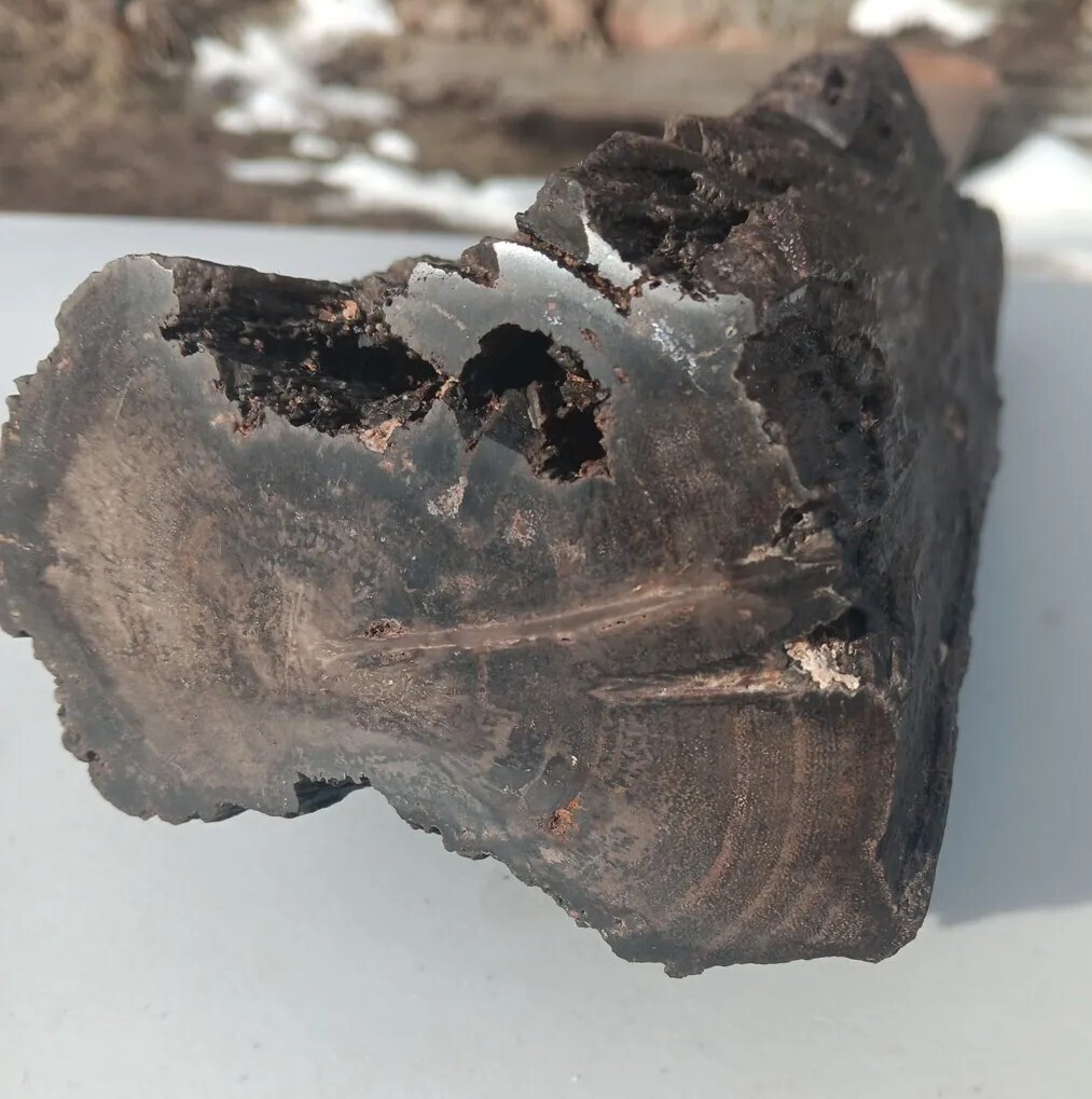 Petrified Iron Wood Fossil Tower Twistes Knots Holes Rings 10 3/4lb Display Rare