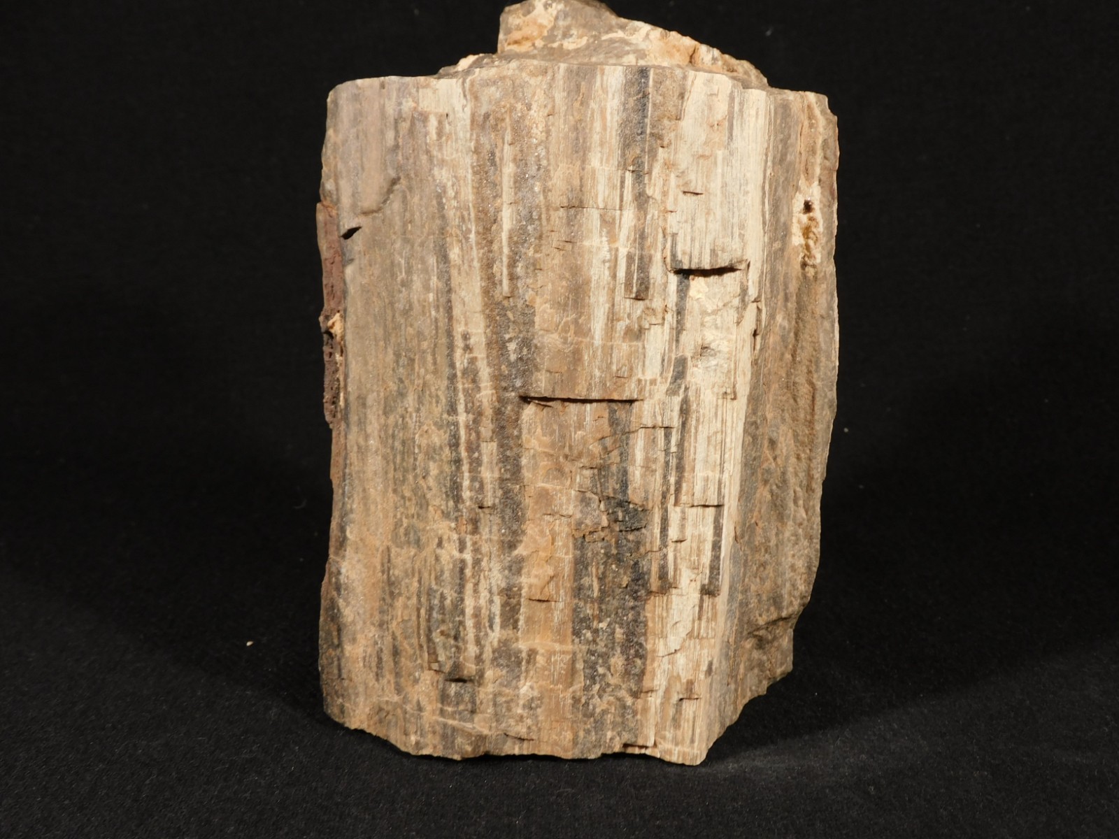 Well Defined BARK! Big 100% Natural Petrified Wood Fossil Jurassic Utah 1740gr