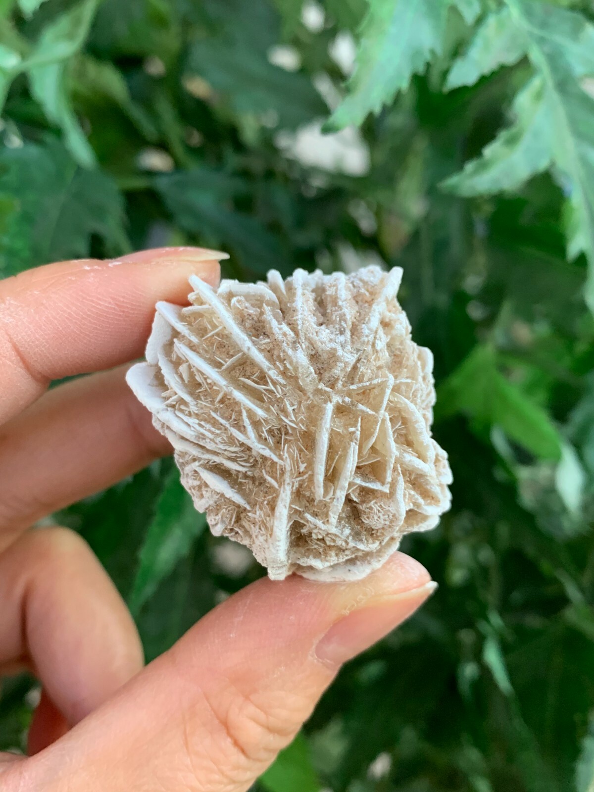 Desert Rose Selenite, 1.25-1.5 Inch Desert Gypsum Rose, Wholesale Bulk Lot