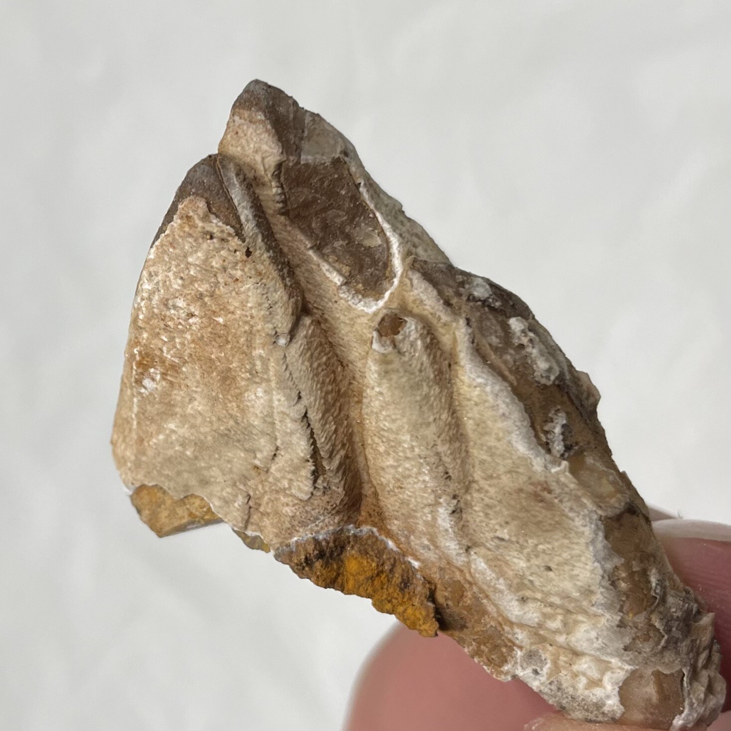 Calcite Crystal From Estill Co KENTUCKY USA 30g