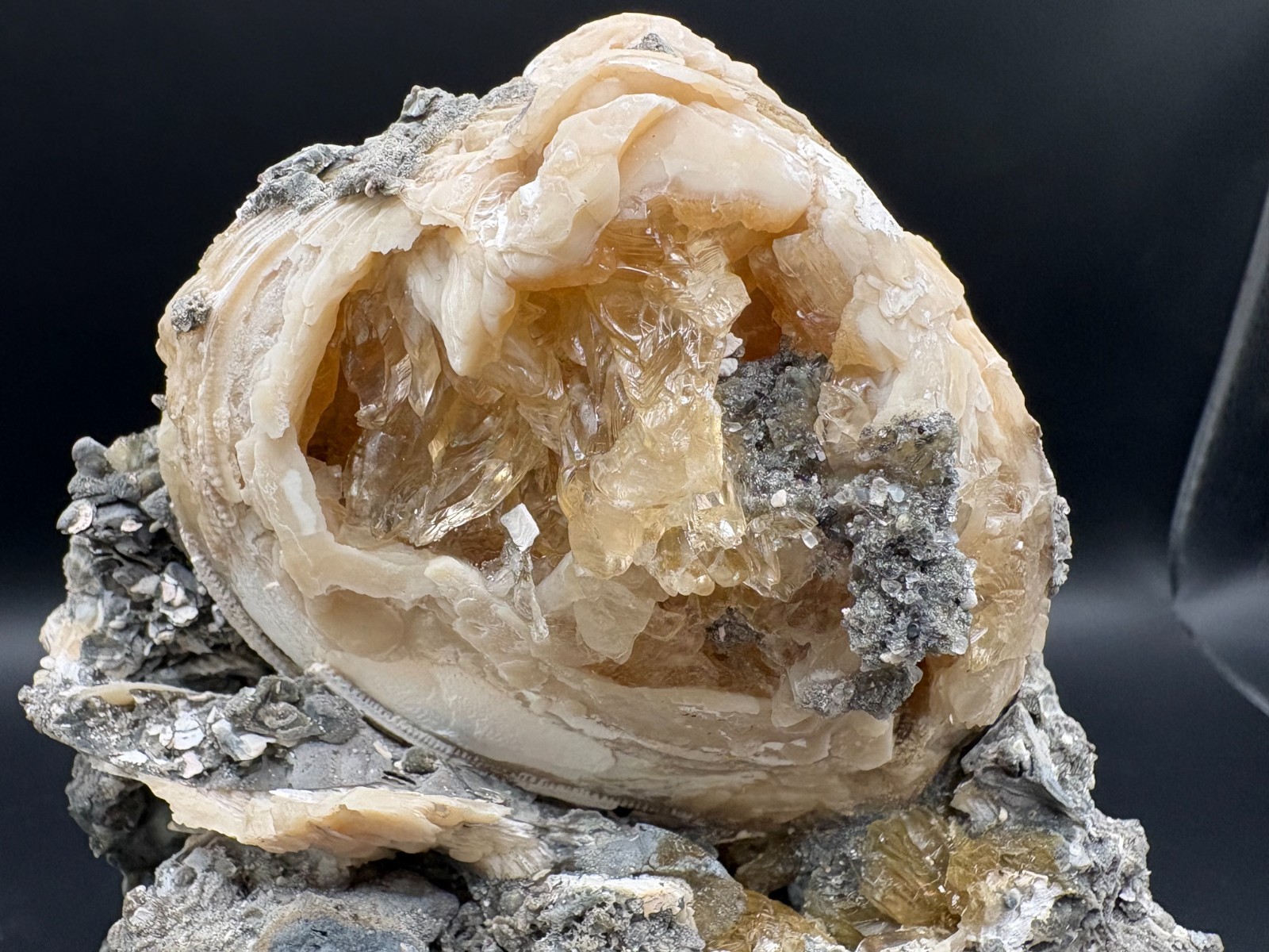 Premium Calcite Clam Fossil Cluster 8″ in Matrix – Cut Display Base – OTS
