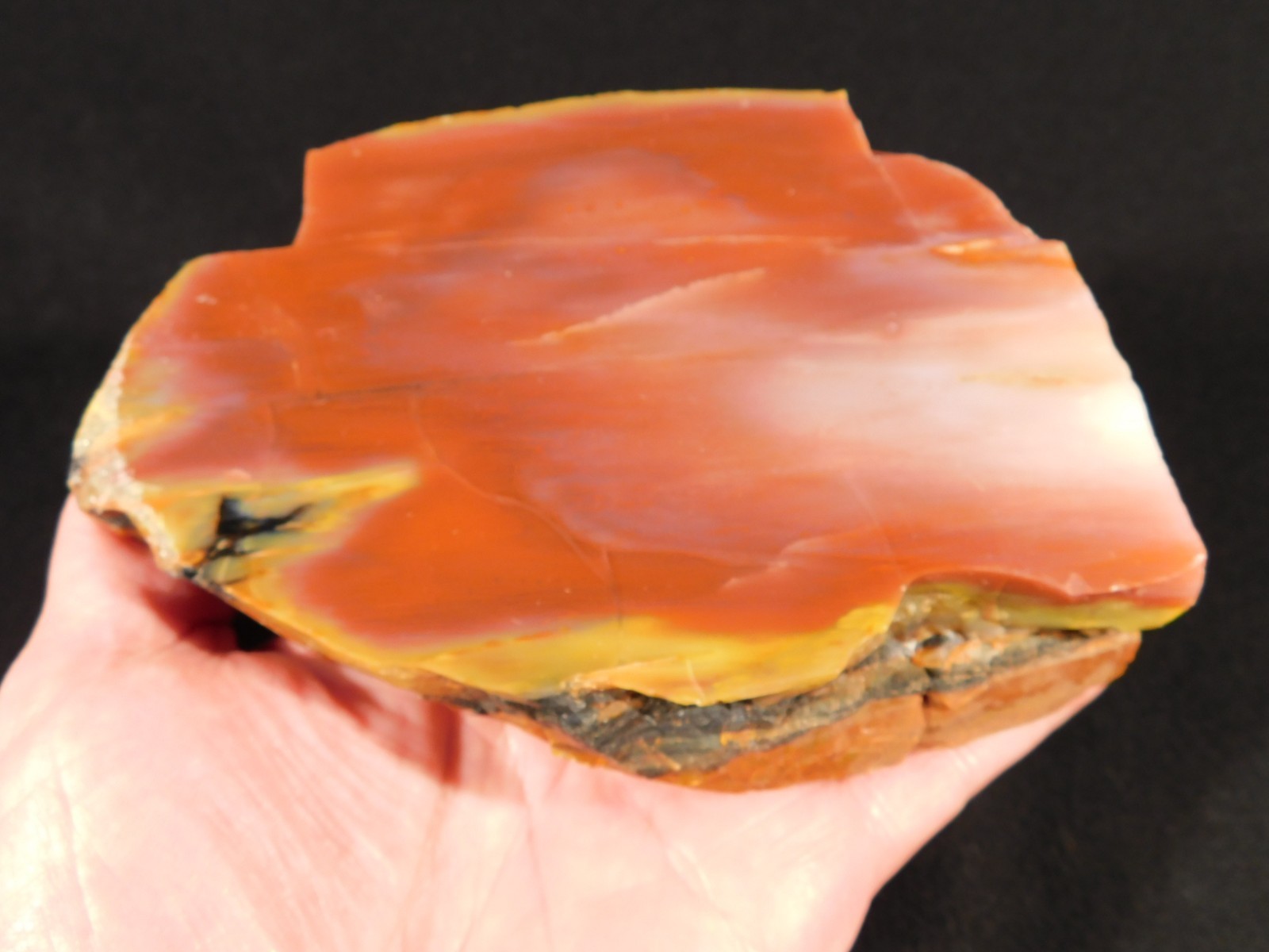 Larger! Red Purple Yellow Polished Petrified RAINBOW WOOD Fossil Arizona 959gr