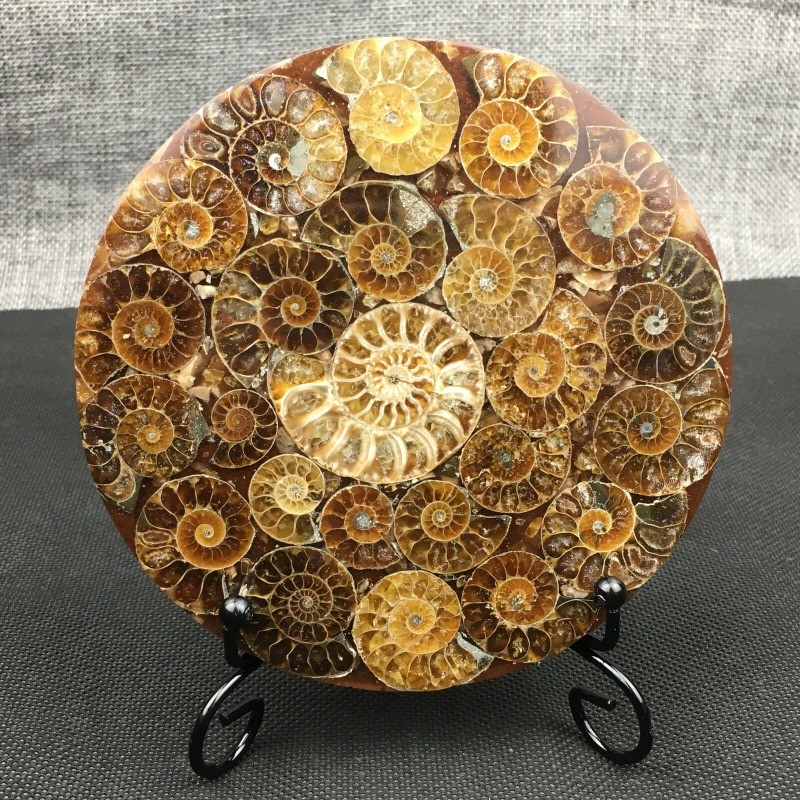 Natural Ammonite Disc Fossil Conch Specimen Healing +Stand 1PC