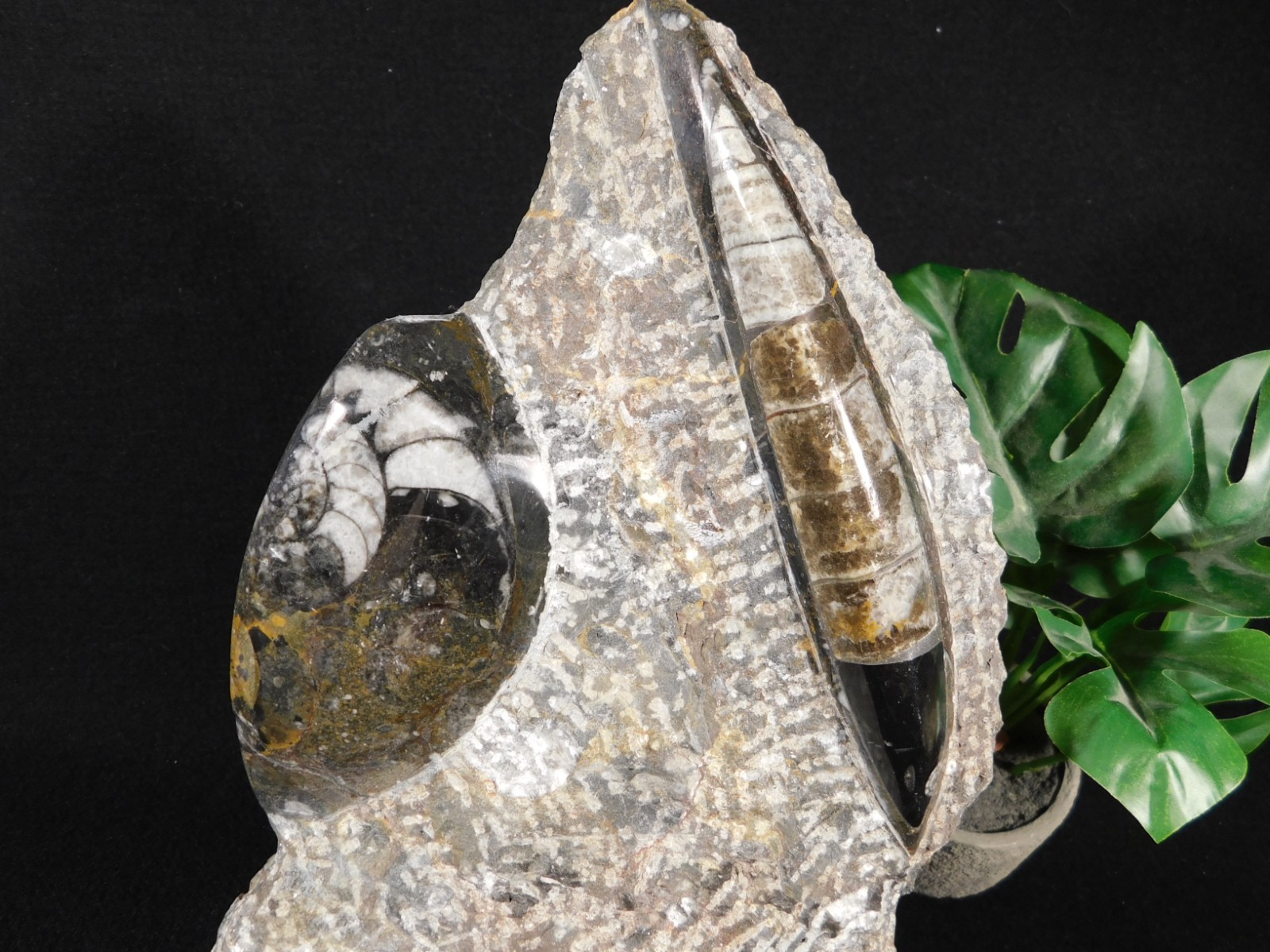 TWO! Polished Goniatite Fossils and an Orthoceras Fossil in Big Matrix 1661gr