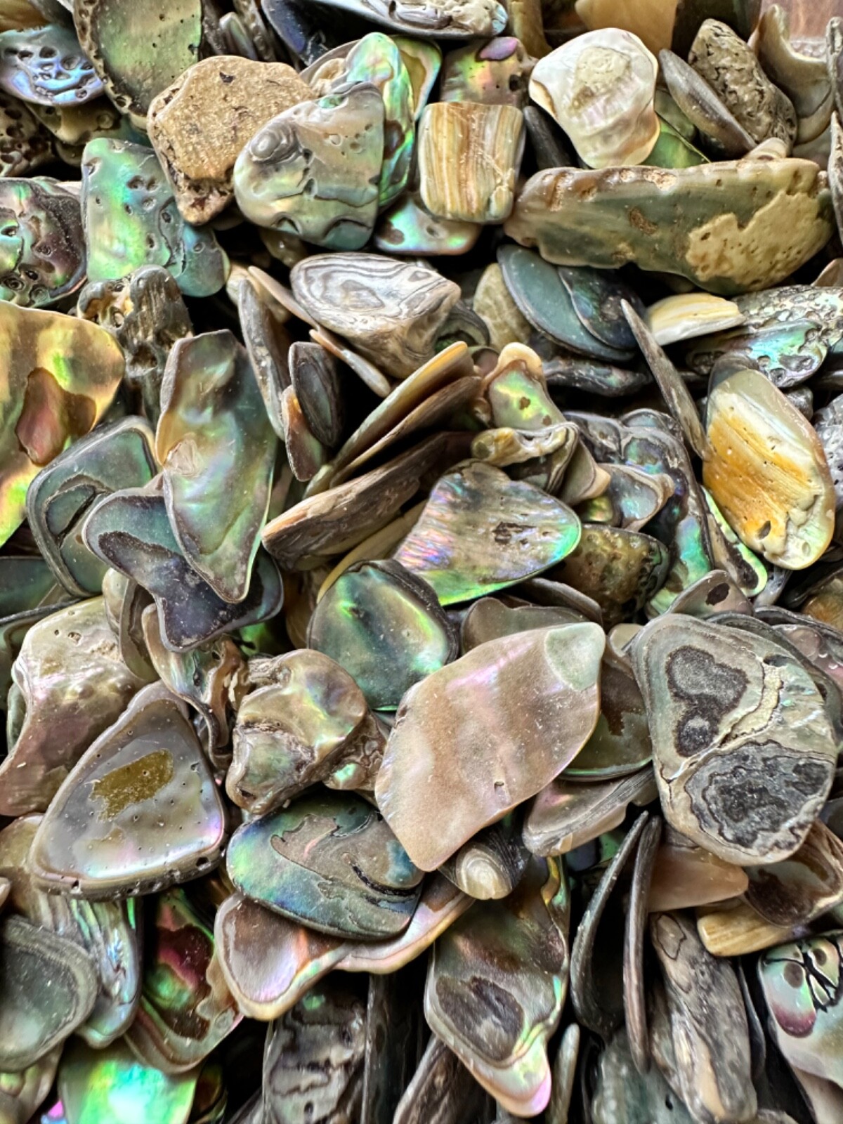 1/2LB Abalone PAUA Shells XS 1/8”-1/2” Reiki Healing Seashells Sorted