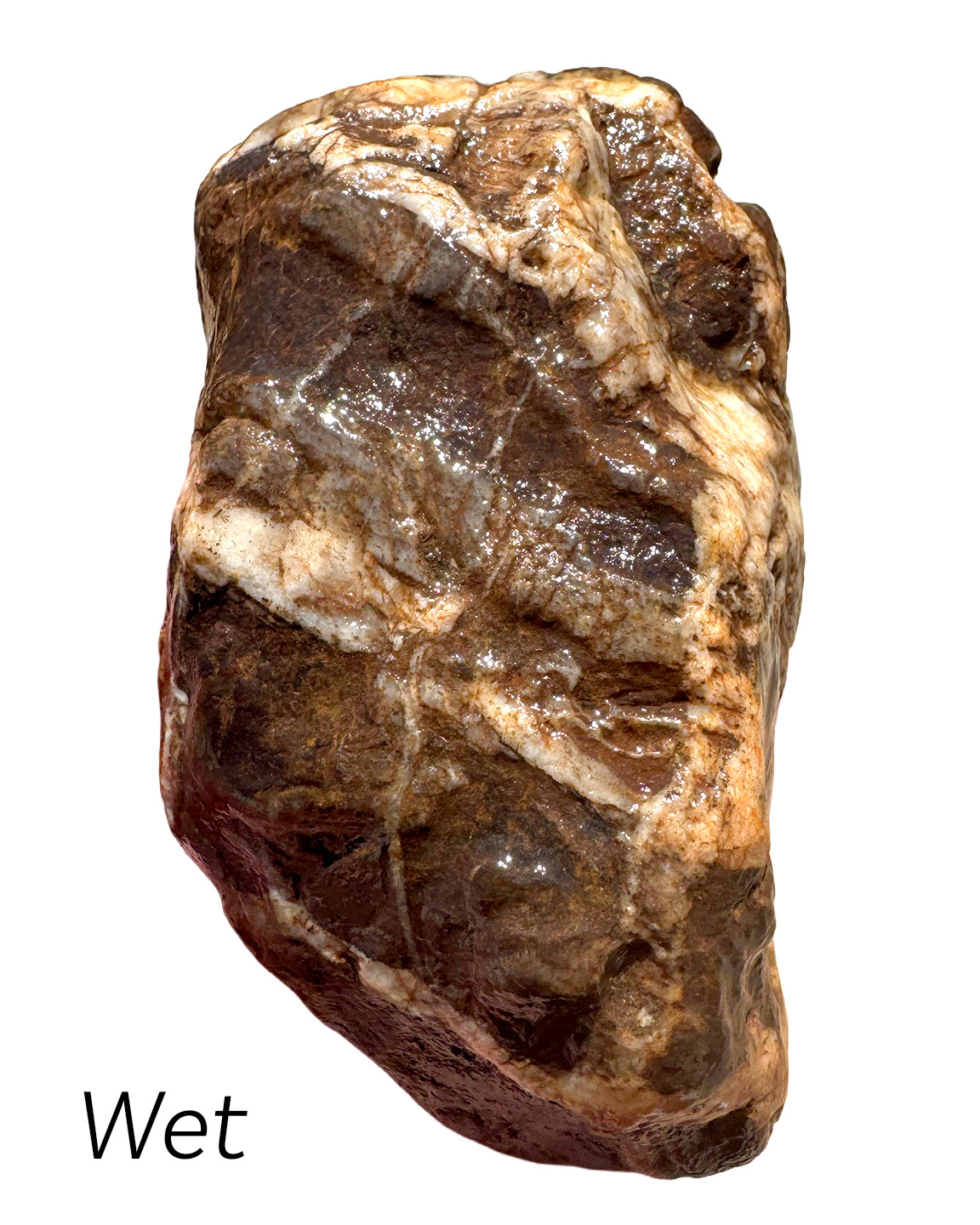 13 oz Brecciated Jasper Rock with Quartz Vein Vivid Iron Color Rough