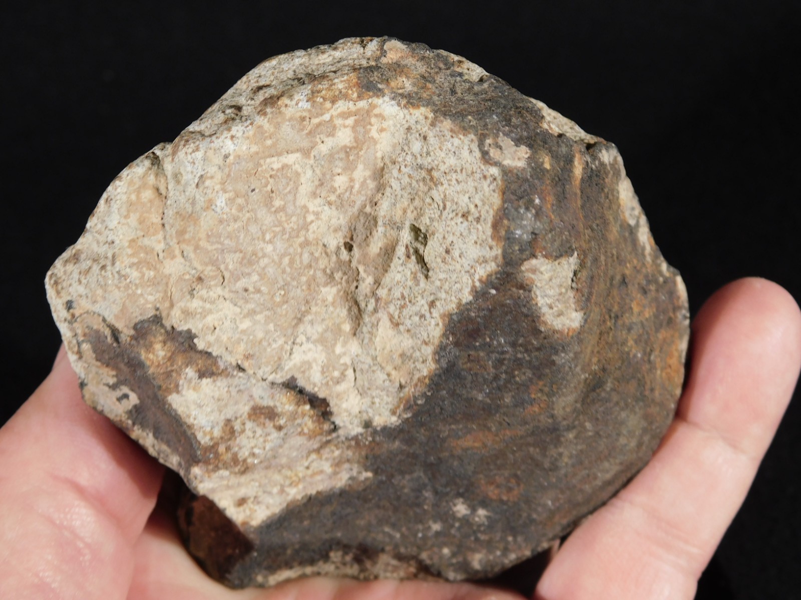 Larger! CLASSIFIED NWA 8245 METEORITE with Dark Fusion Crust Erfoud, Morocco 471