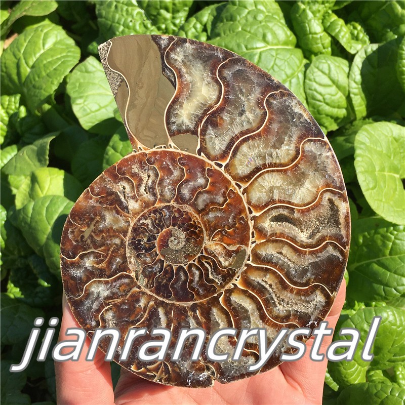 Natural ammonite fossil conch Crystal specimen healing+stand 1PC 200g+