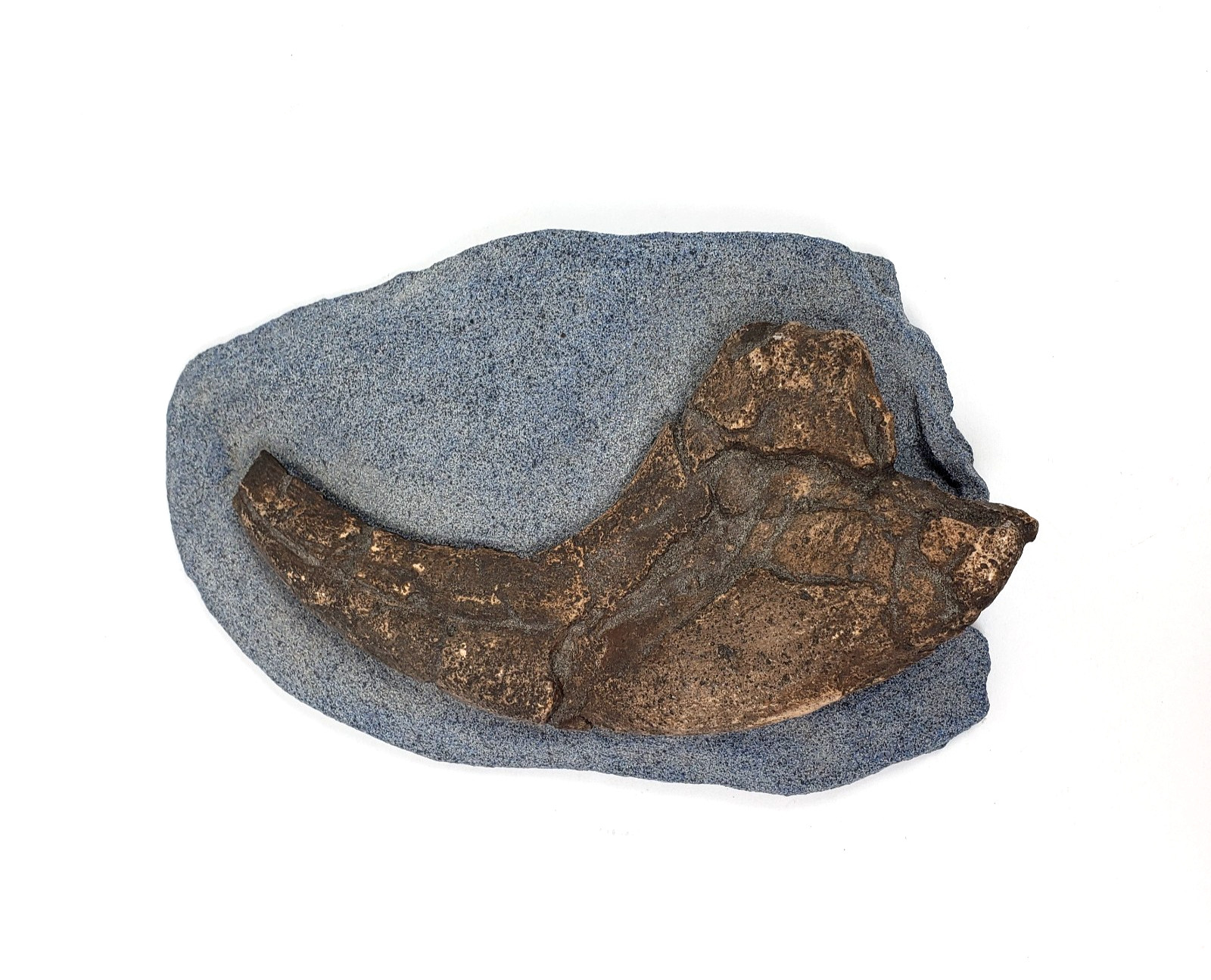 Unbranded Home Decor Copy Of a Fossilized Claw