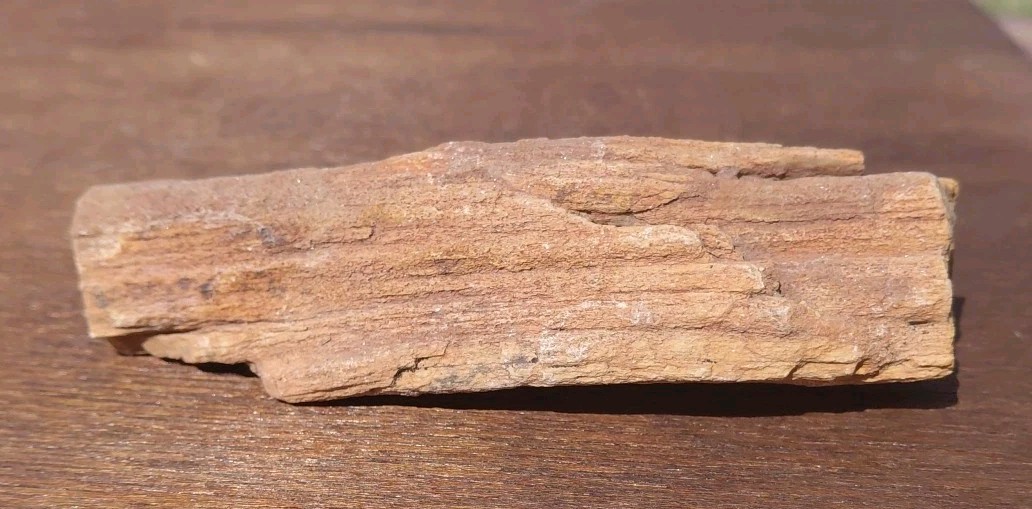 Petrified Wood Fossilized Twisted Branch Bark Druzy Quartz 1/4Lb – 4 1/2″×1 1/4″