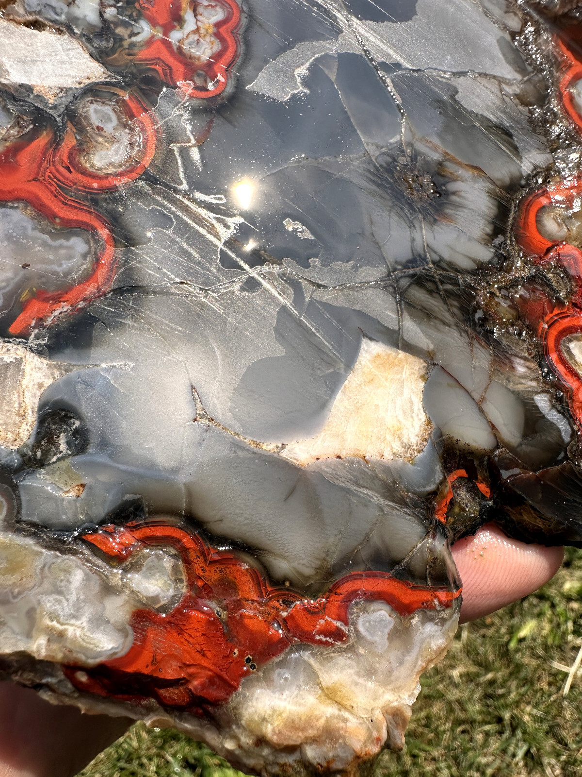 6 1/2 INCHES__Beautiful Imperial Kentucky Agate Slab from Estill County