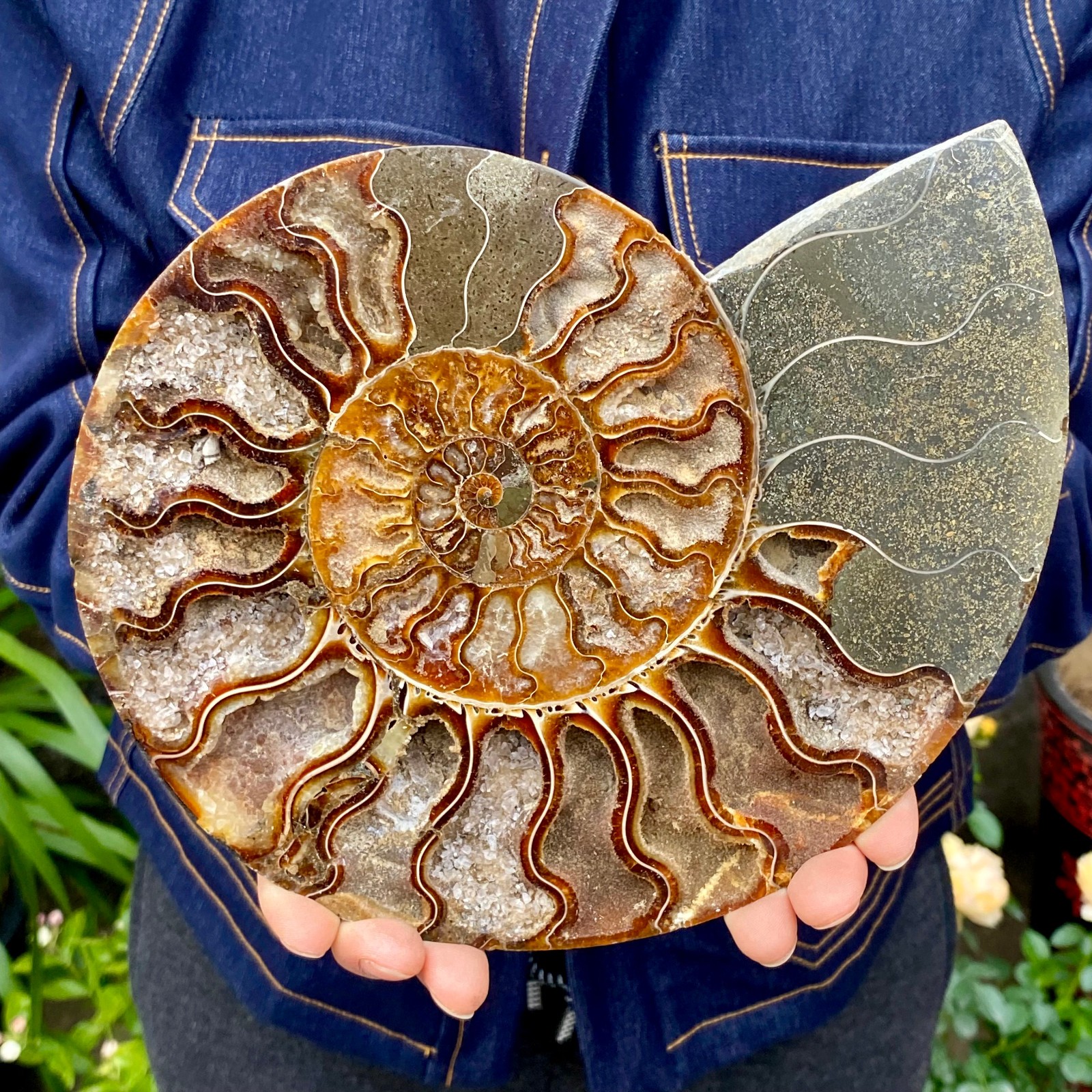 1.77LB Natural agate fossil snail shaped convex round gemstone