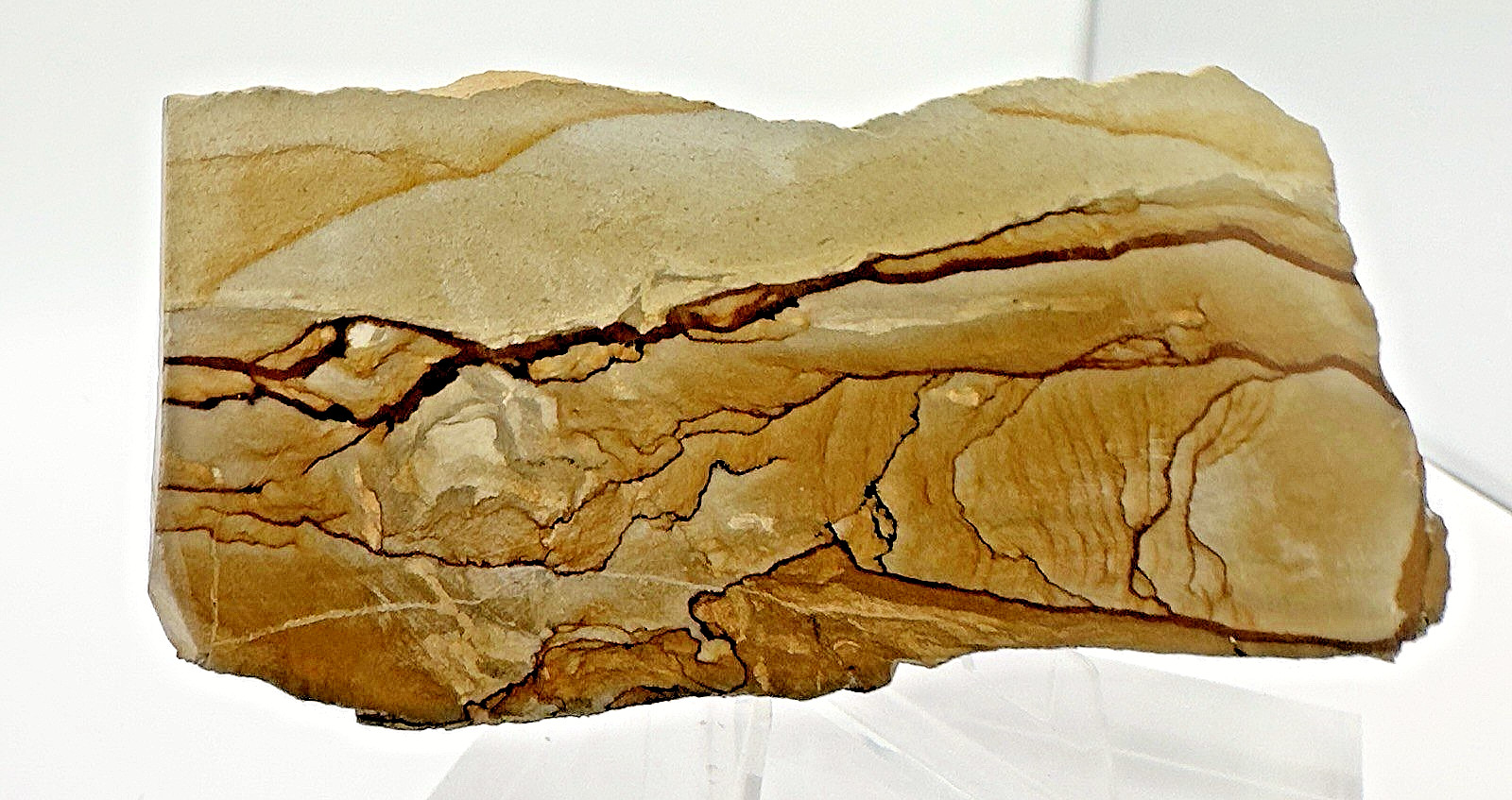 3) Rare Polished Ohwlee Picture Jasper Slab 4.75″ Display Specimen 2.25 oz