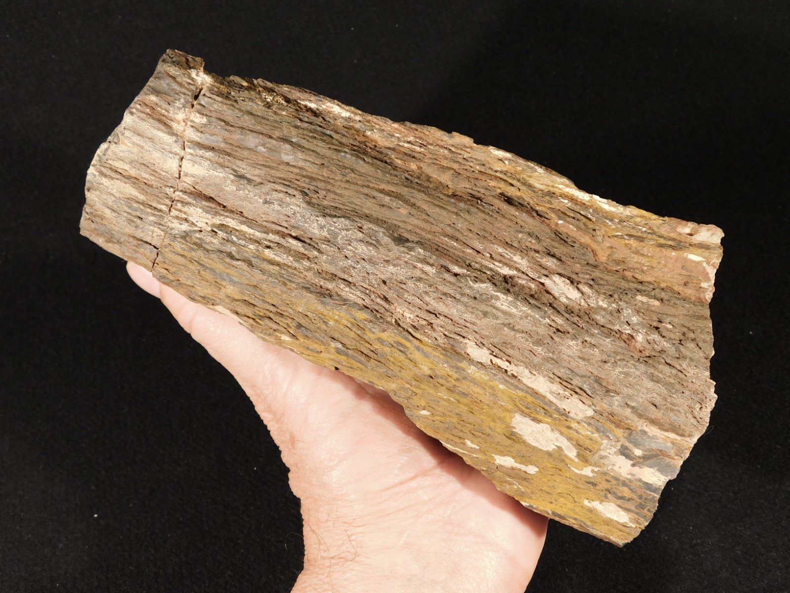 Larger! FERN PALM or CYCAD Fossil From Jurassic Utah! 100% Natural 2030gr