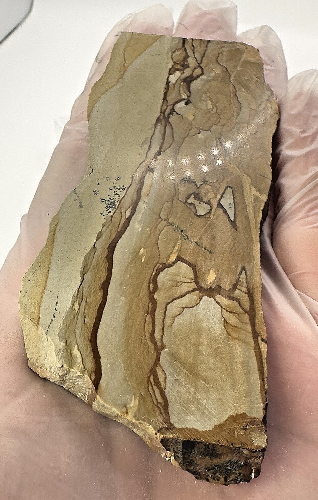 3) Rare Polished Ohwlee Picture Jasper Slab 4.75″ Display Specimen 2.25 oz