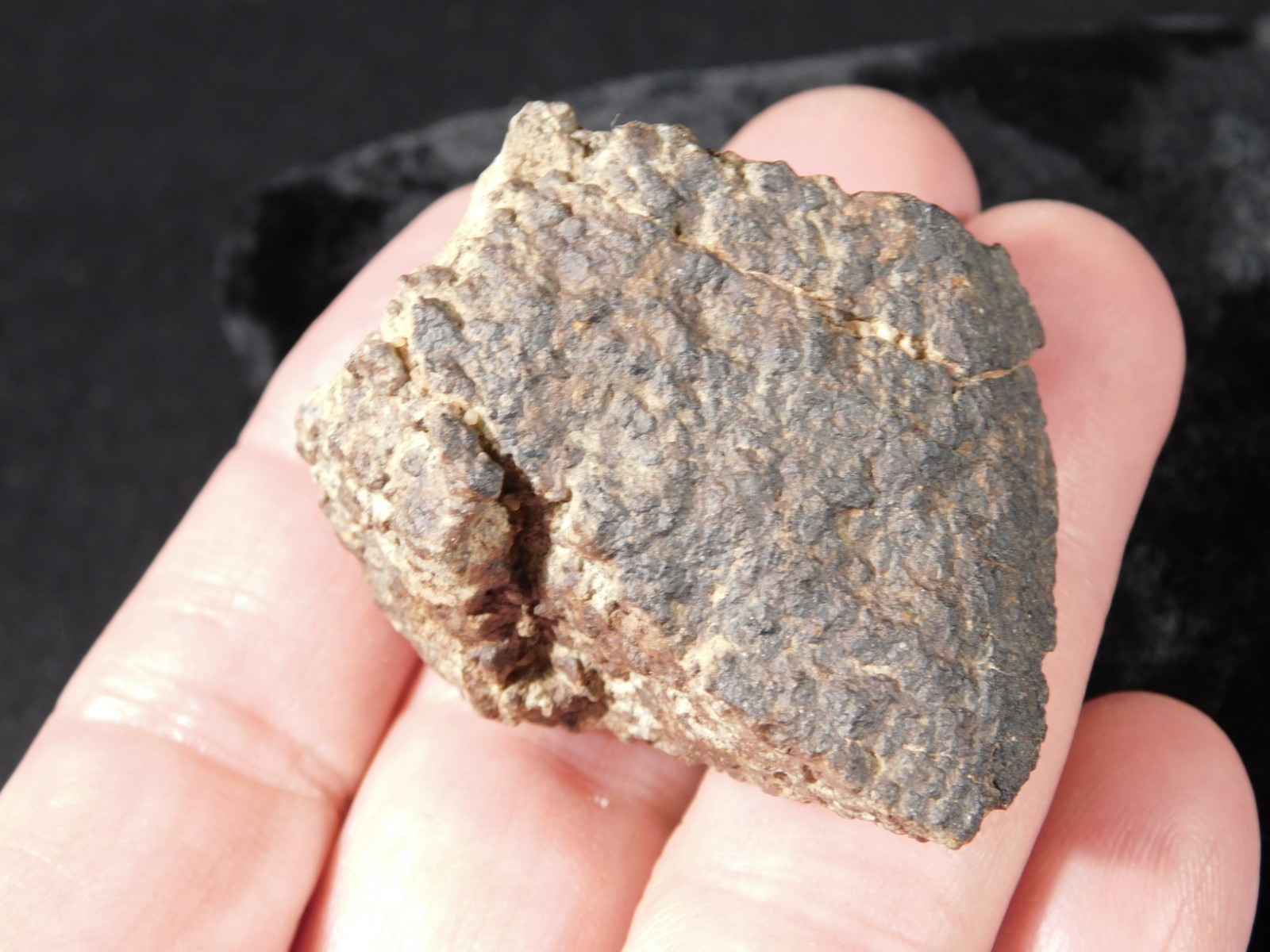 Classified NWA 8245 METEORITE 100% Natural FELL in Erfoud, Morocco 65.9gr