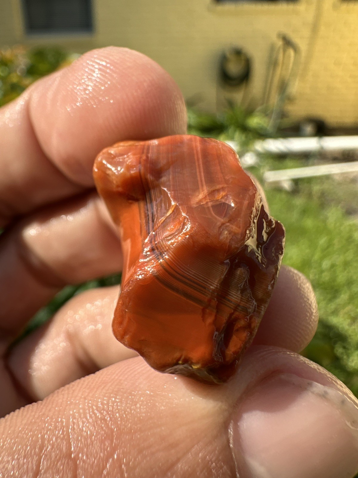 1.75 oz Lake Superior Agate Lapidary Lot 5 Multicolor Beauty’s