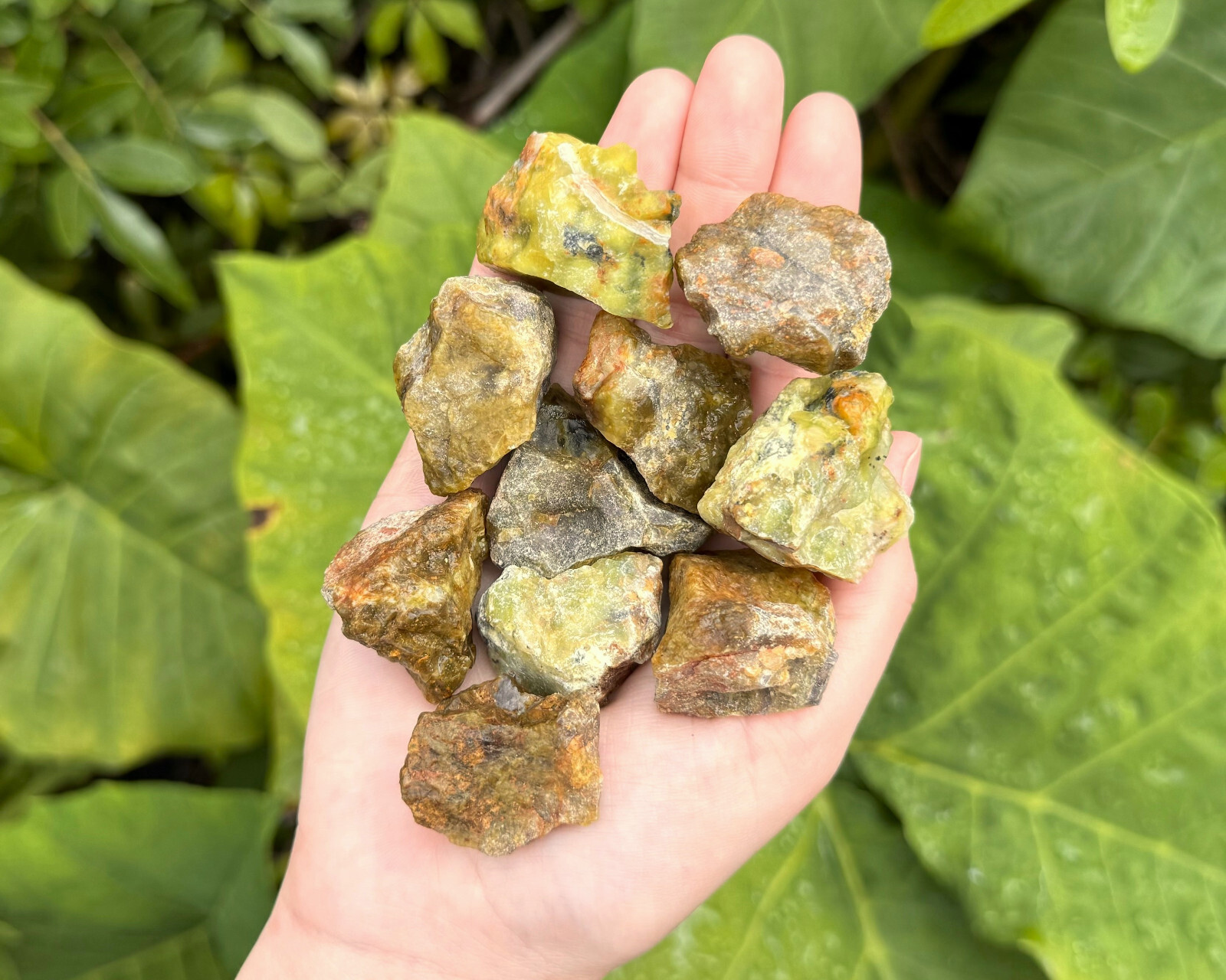 1/2 lb Bulk Wholesale Lot Natural Rough Green Opal (Raw Crystal Gem Stones 8 oz)