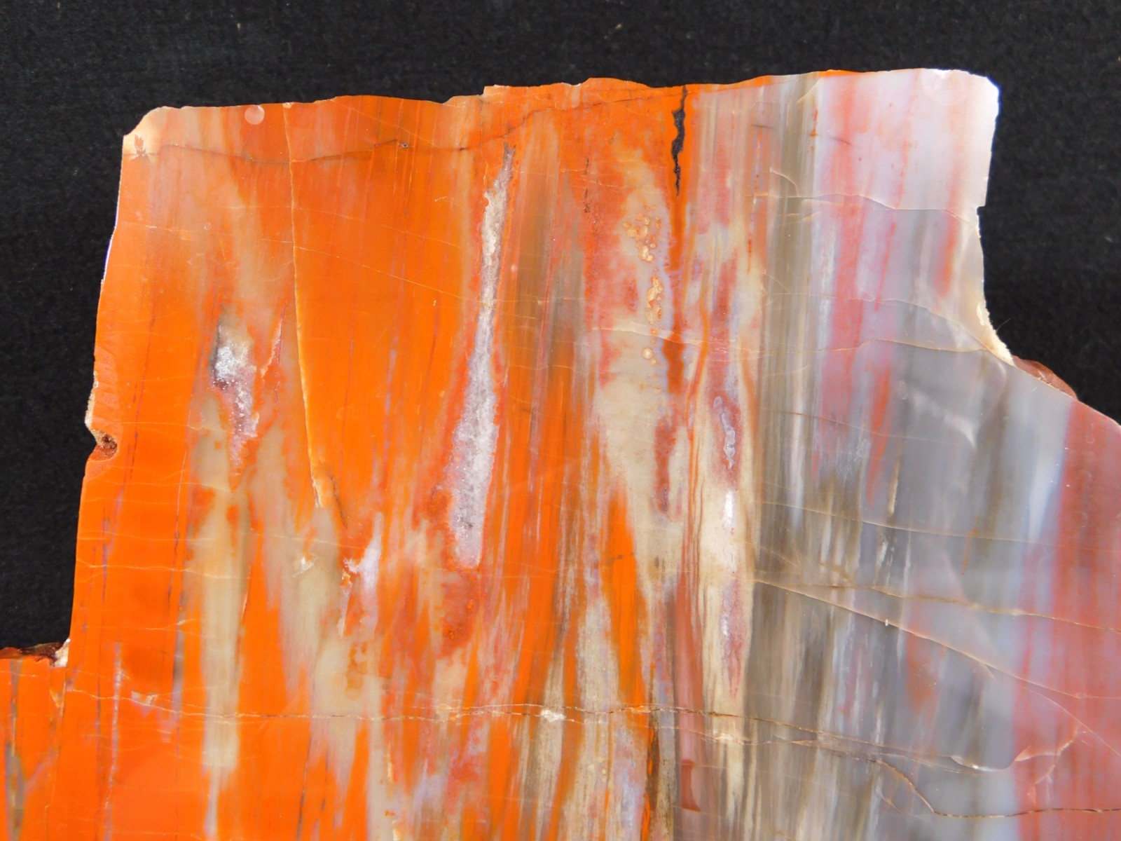 Big! Colorful Polished Petrified WOOD RAINBOW Fossil Slab Arizona 1393gr
