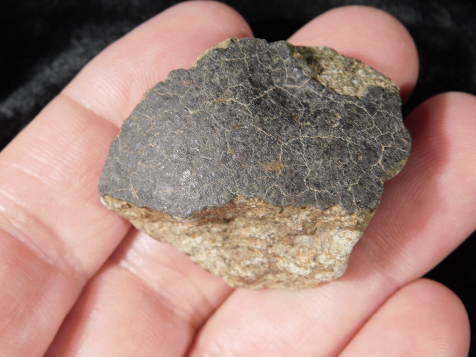 NWA 8245 METEORITE with DARK Fusion Crust & Contraction CRACKS Morocco 36.1gr