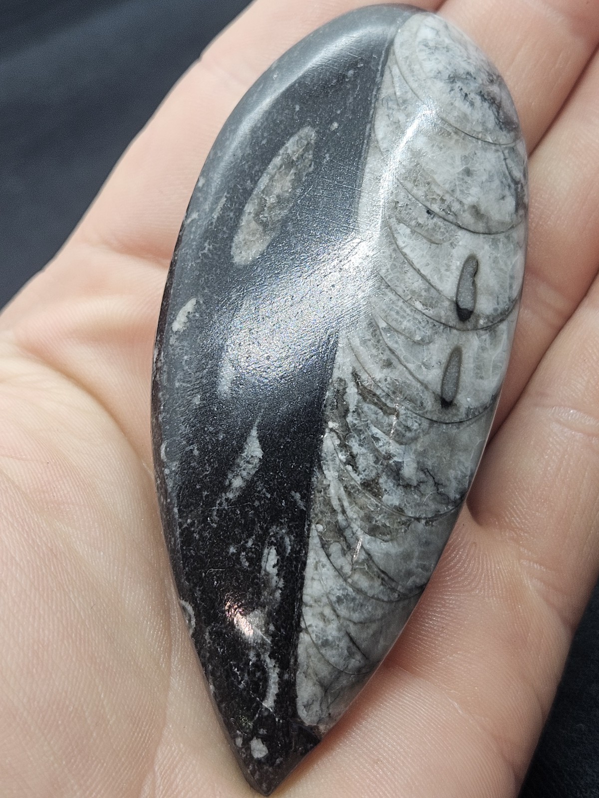 Polished Orthoceras Fossil Palm Stone – Morocco – Devonian Era Cephalopod