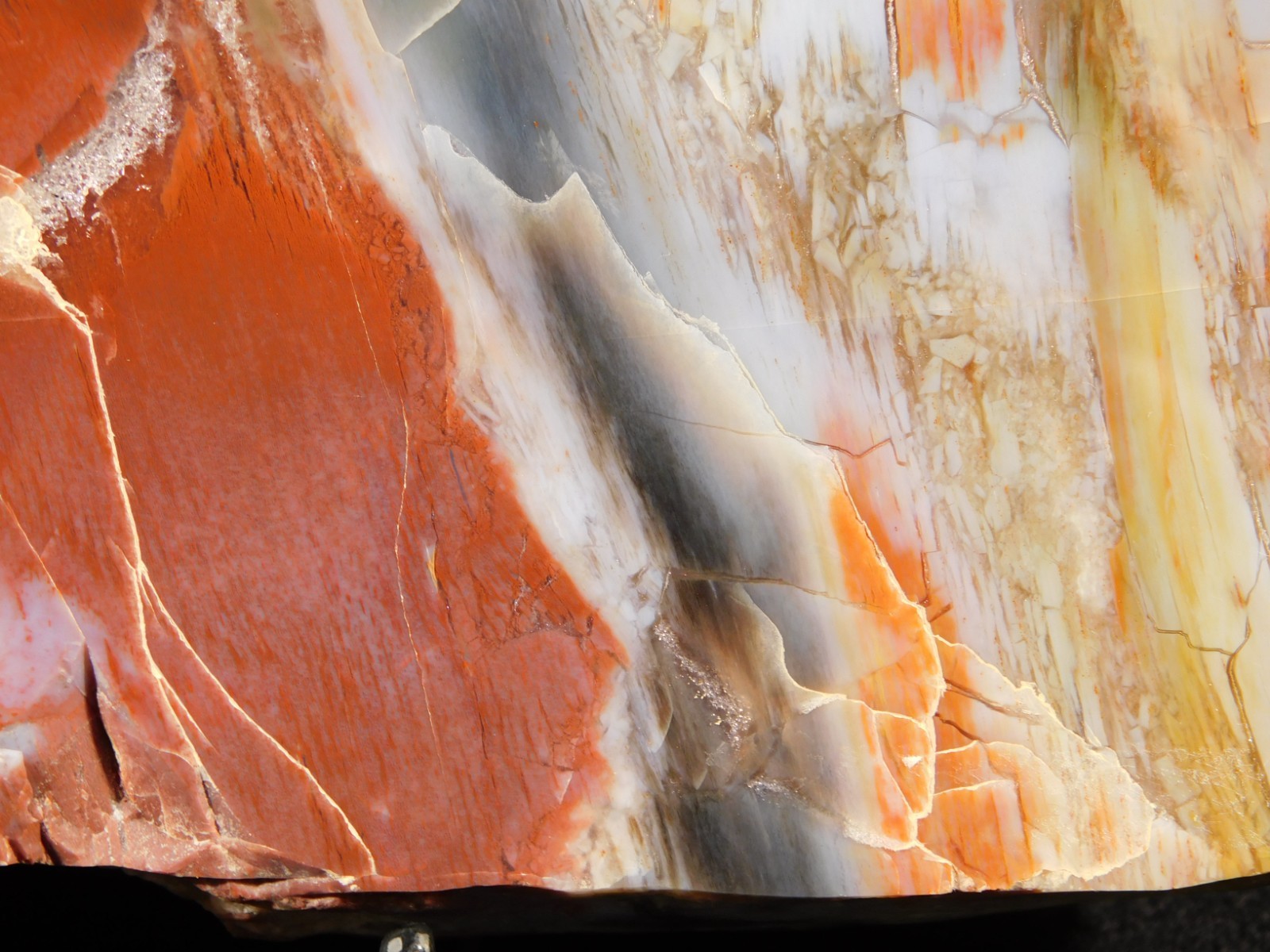 Nice BARK! BIG Polished Petrified RAINBOW WOOD Fossil Arizona 2313gr