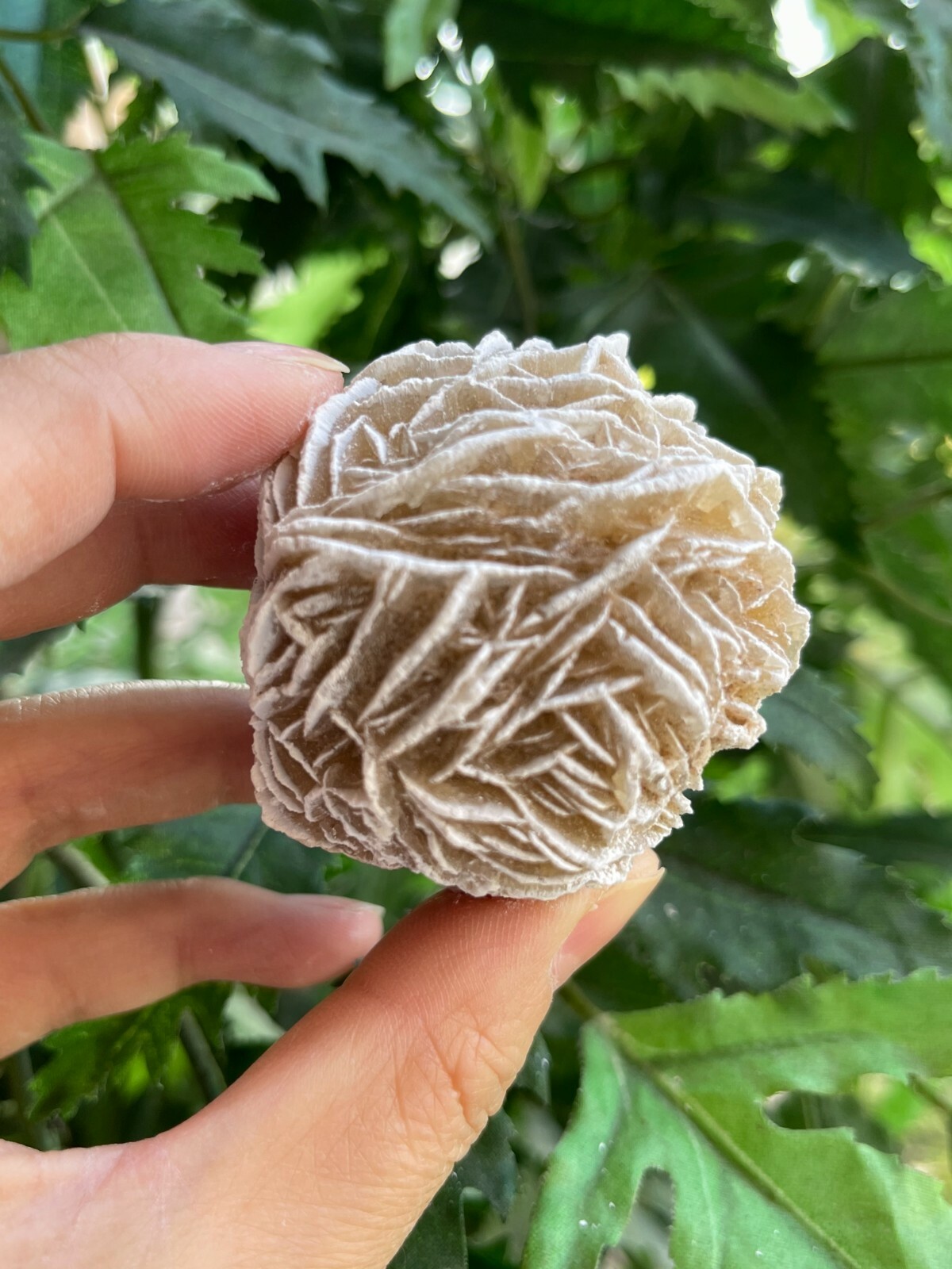 Extra Large Desert Rose Selenite, 1.5-4 Inches Desert Gypsum Rose, Pick a Size
