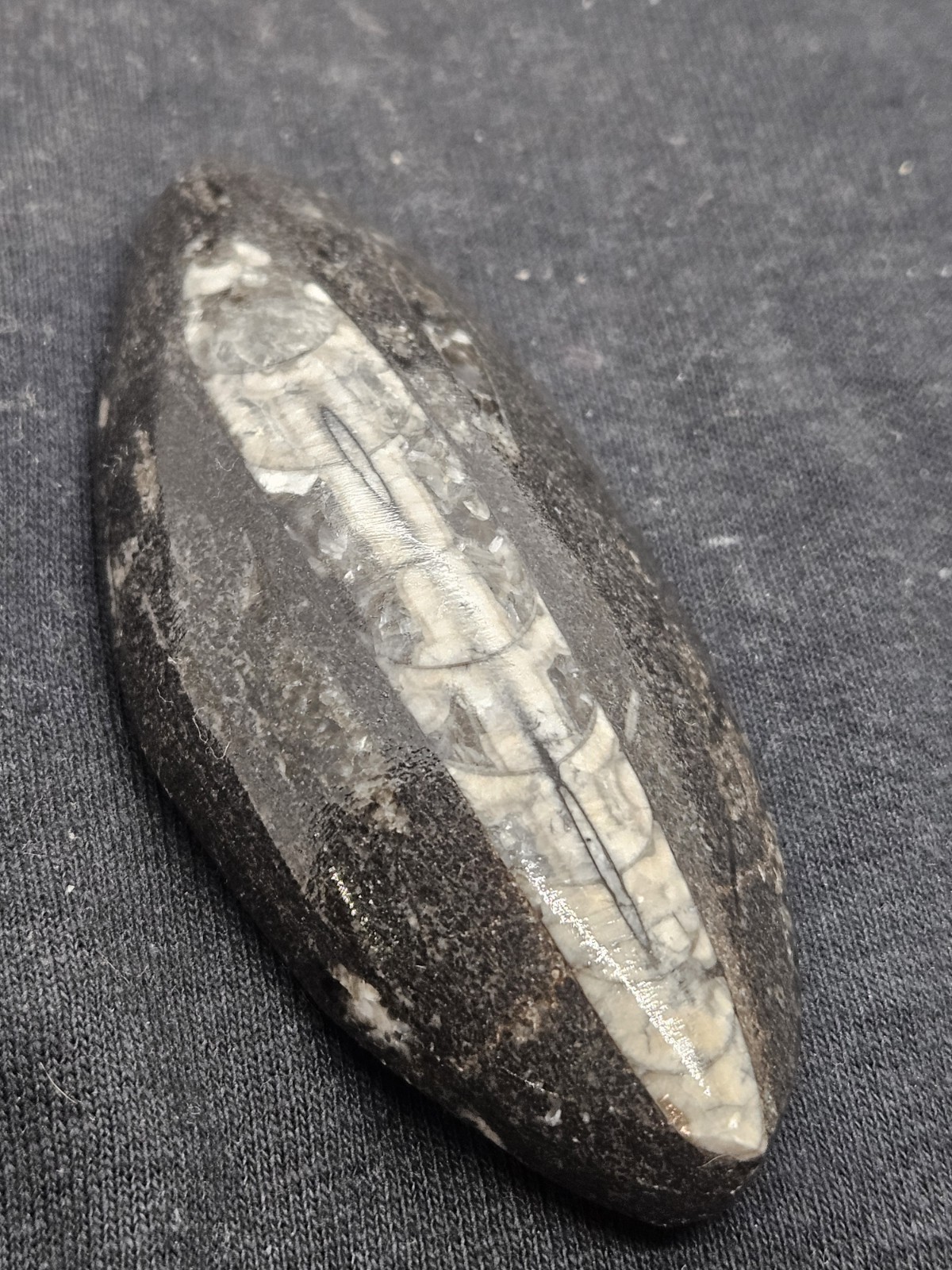 Polished Orthoceras Fossil Palm Stone – Morocco – Devonian Era Cephalopod