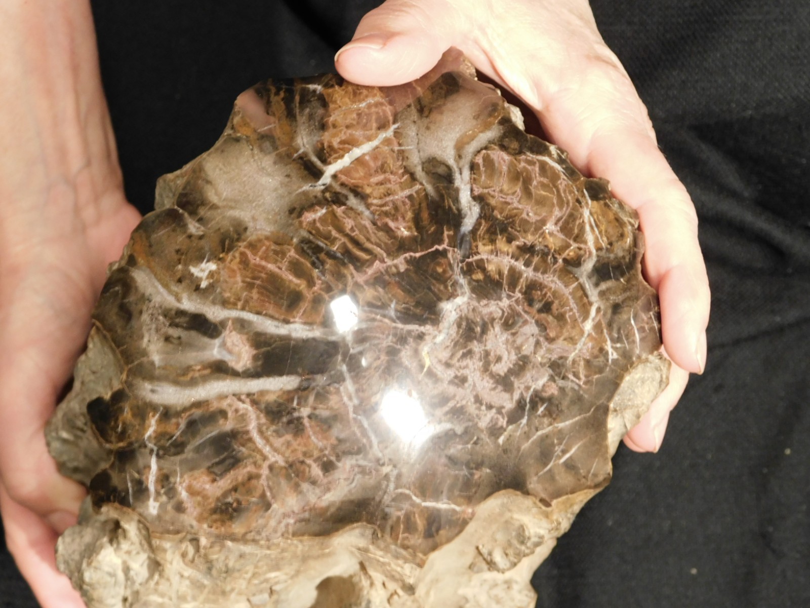wOw! HUGE Dome Polished Petrified WOOD ROLLER Fossil Free Standing Arizona