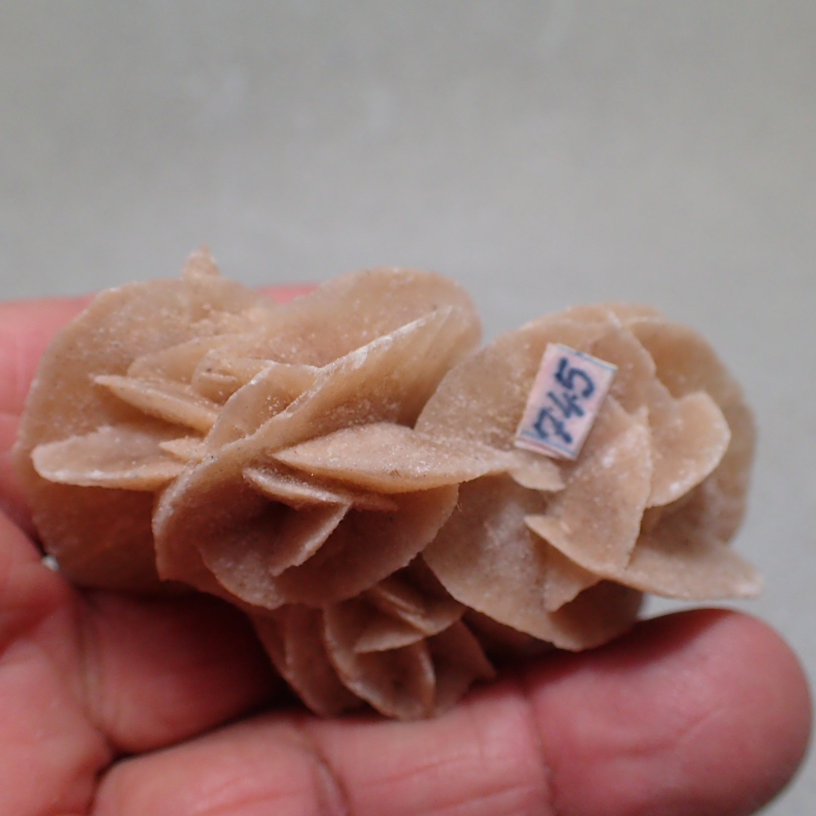 Gypsum var. Selenite, Chottel Djerid, Kebeli Gouernorate, Tunisia