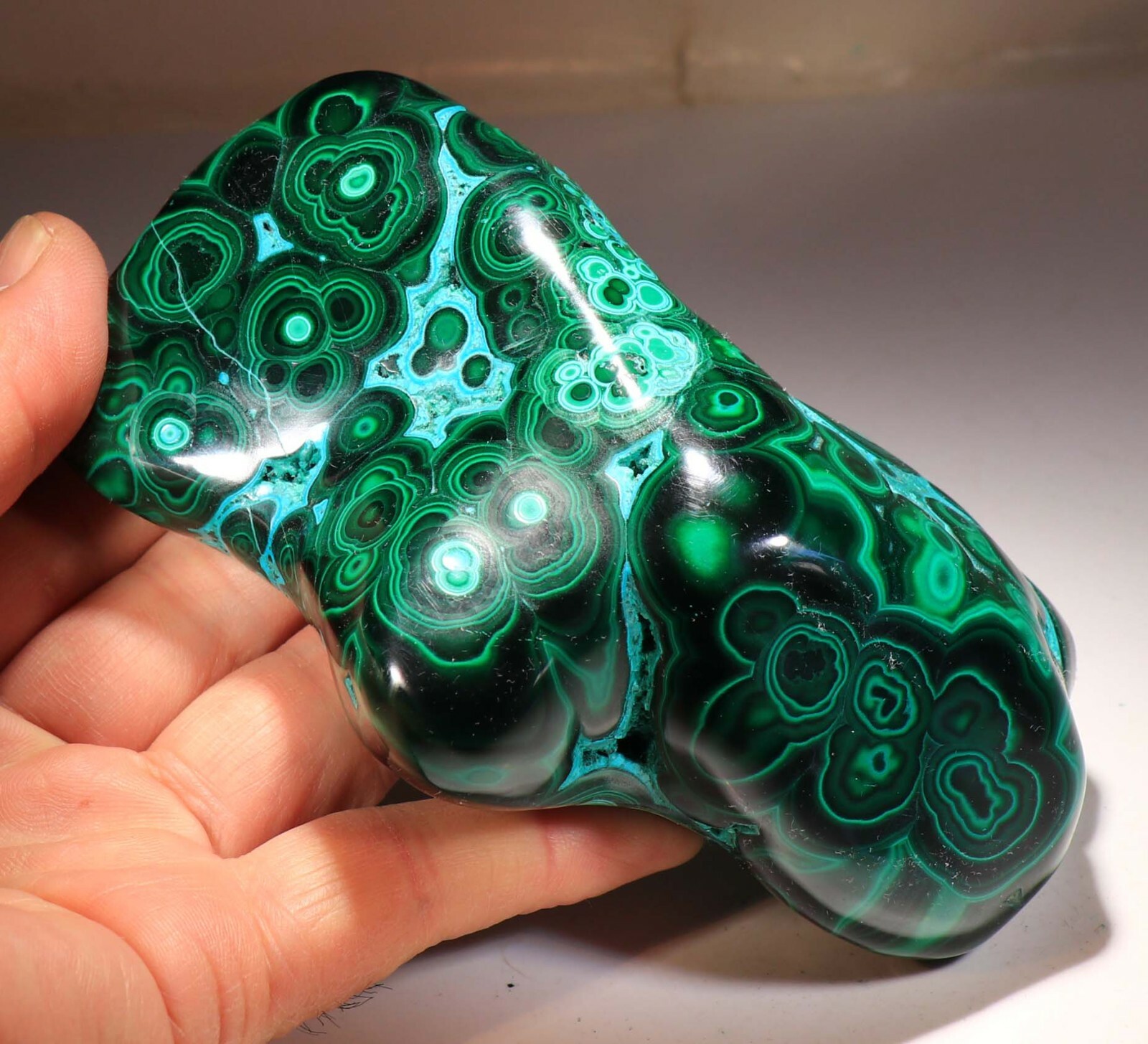 5.25″ Top Quality Vivid Green Malachite w/Blue Chrysocolla , Congo! CR822