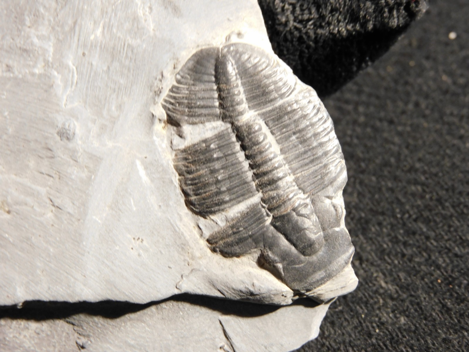 TRILOBITE Fossil with an Anomalocaris BITE! From Cambrian Utah 147 *C