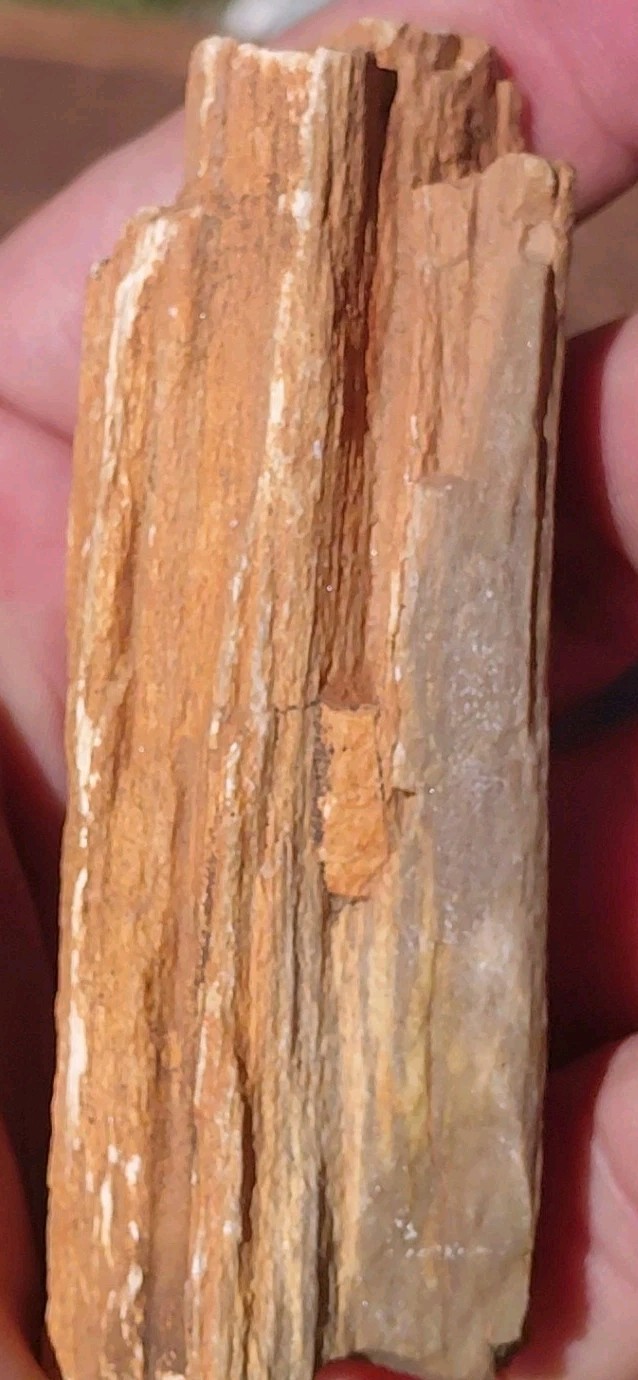 Petrified Wood Fossilized Branch W Bark Druzy Quartz-Hurricane Utah 3 1/4″×1 1/4