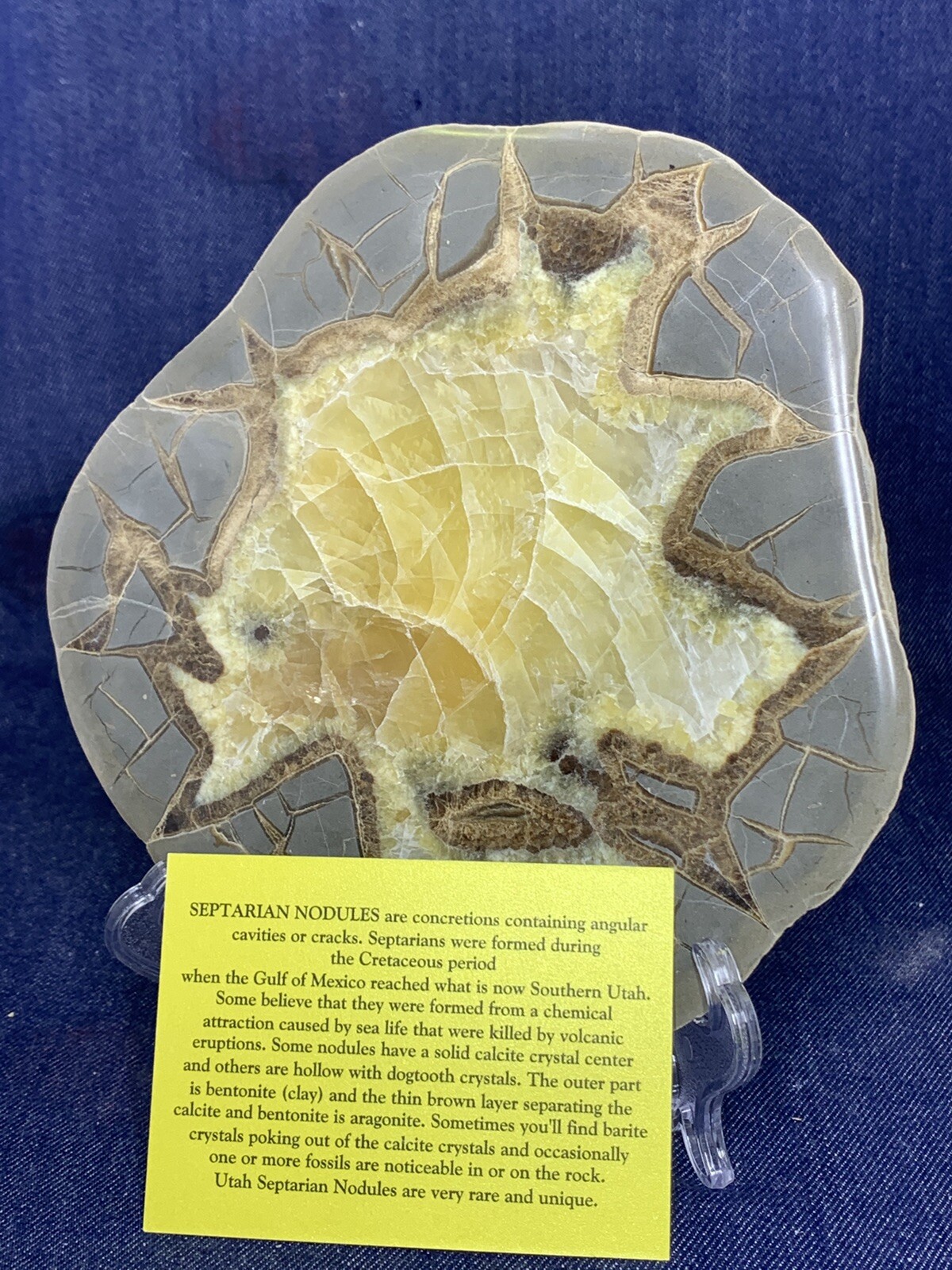 Septarian Nodule Display Slab( Utah) Stand And Description Card