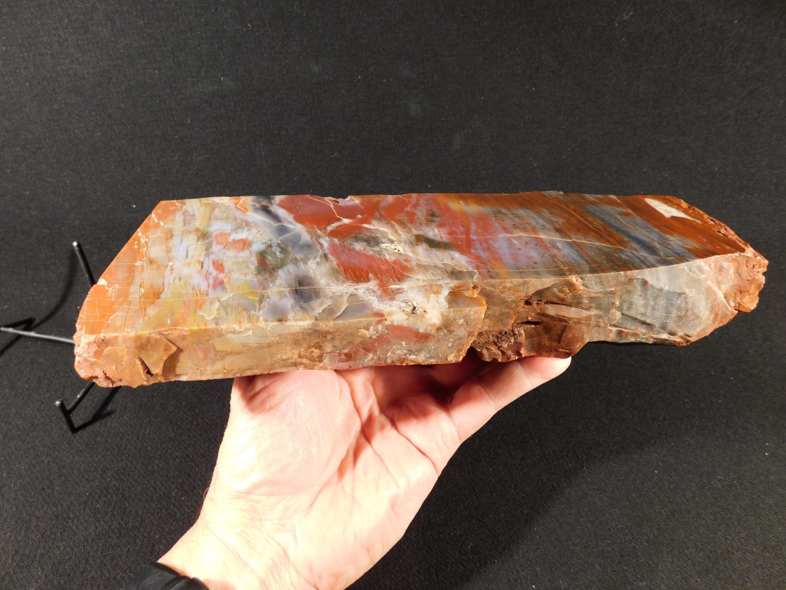 Nice BARK! BIG Polished Petrified RAINBOW WOOD Fossil Arizona 2313gr