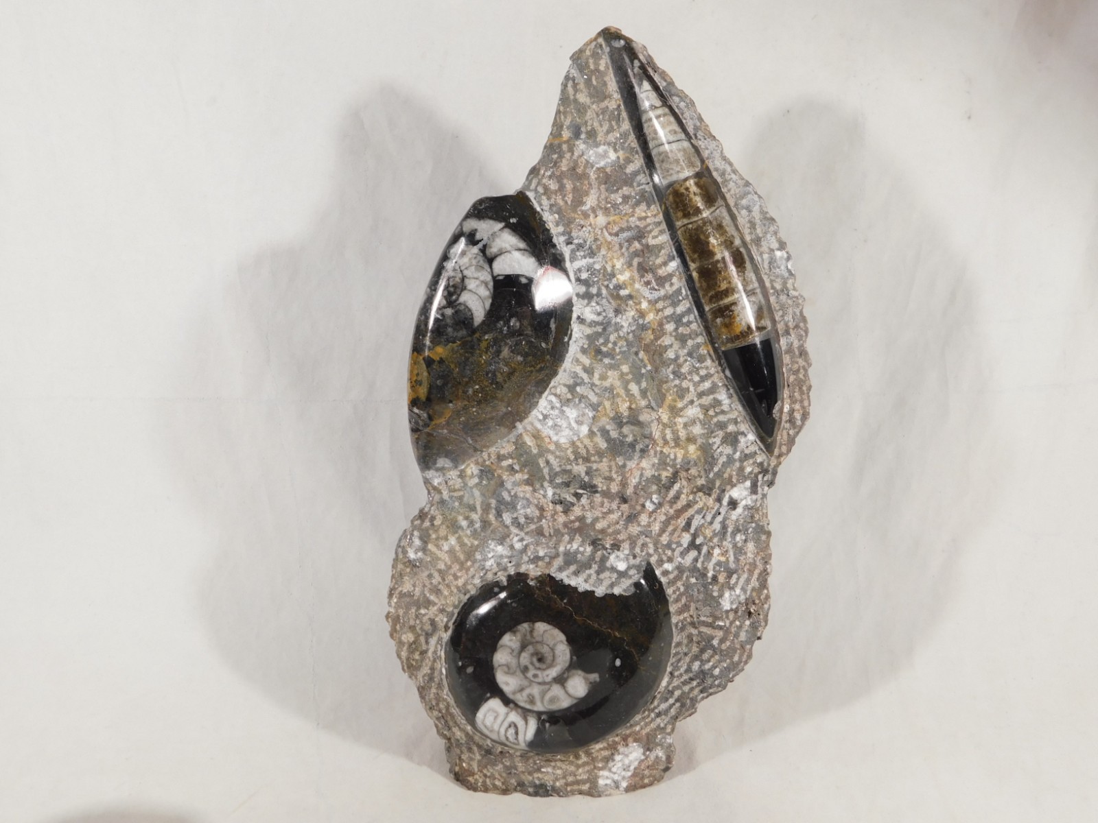 TWO! Polished Goniatite Fossils and an Orthoceras Fossil in Big Matrix 1661gr