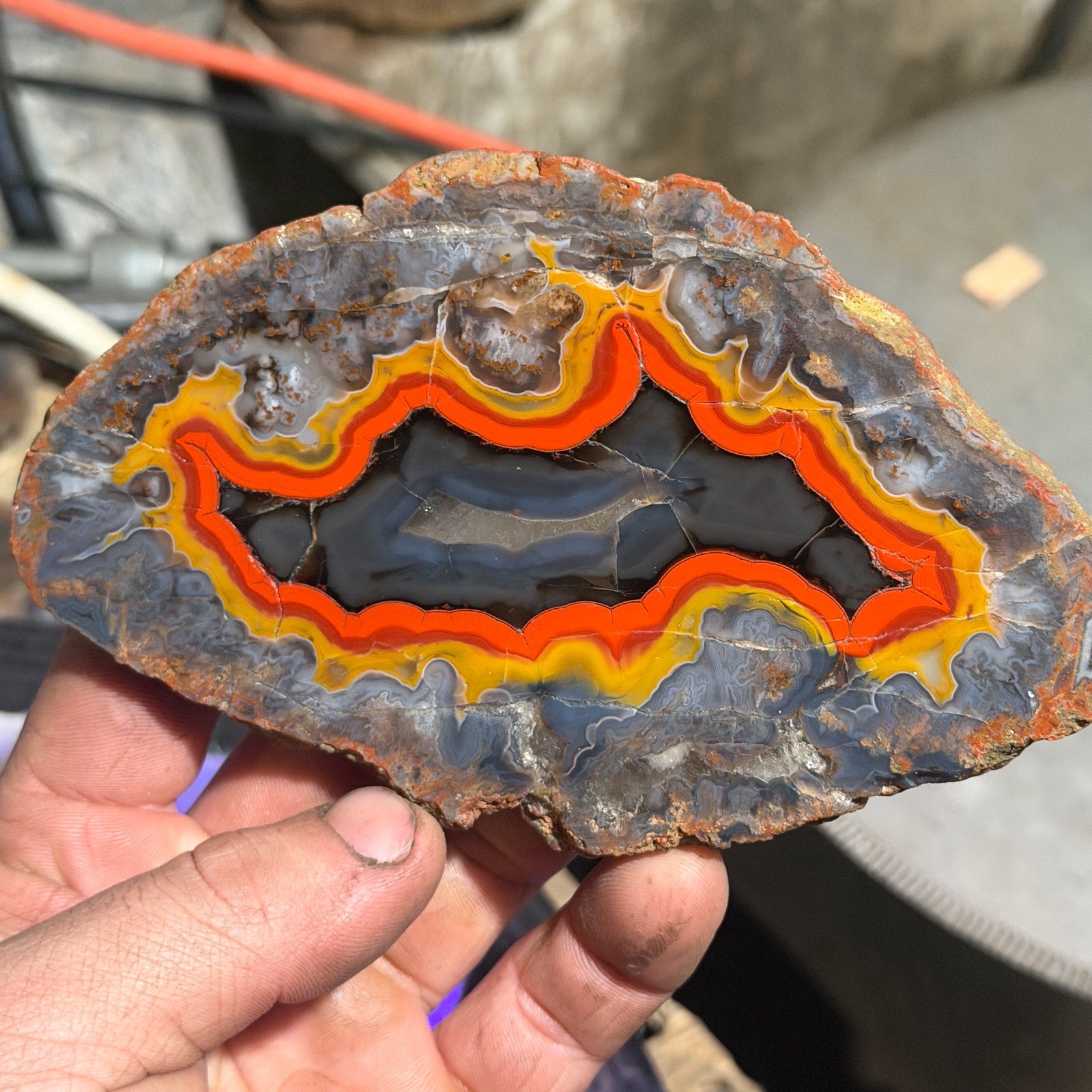 Top Shelf, Imperial Kentucky Agate | Best Red Yellow Black Specimen Online Estil