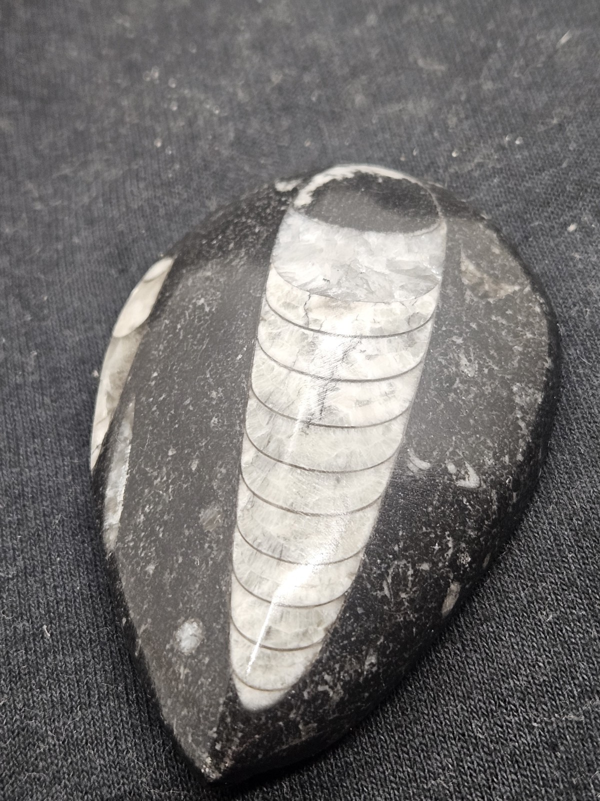 Polished Orthoceras Fossil Palm Stone – Morocco – Devonian Era Cephalopod