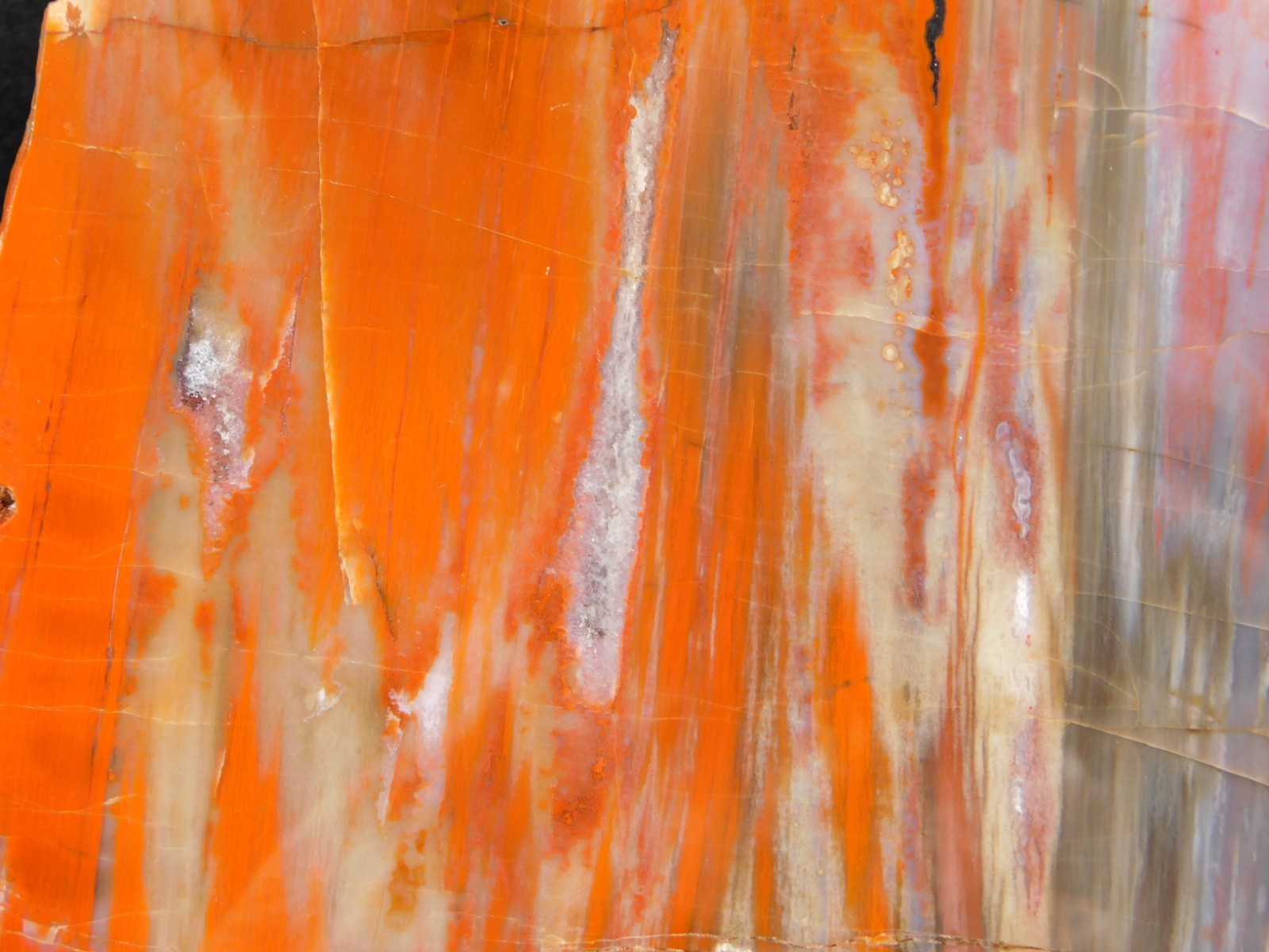 Big! Colorful Polished Petrified WOOD RAINBOW Fossil Slab Arizona 1393gr