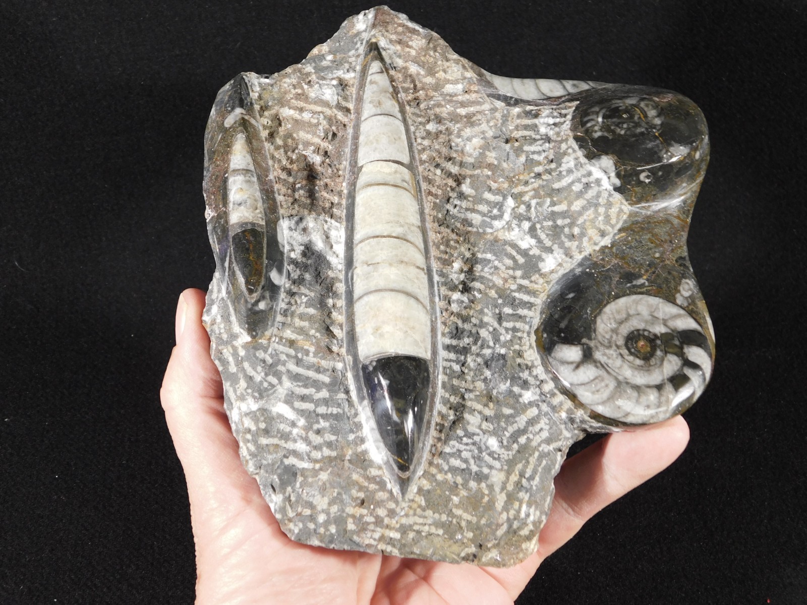 TWO! FREE Standing Polished Goniatites and TWO Orthoceras Fossils Morocco 1121gr