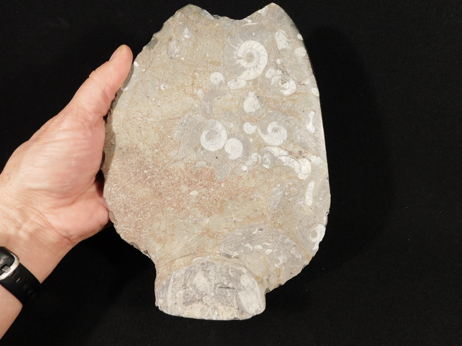 Polished Goniatite and Orthoceras Fossils in Big FREE Standing Matrix! 1686gr