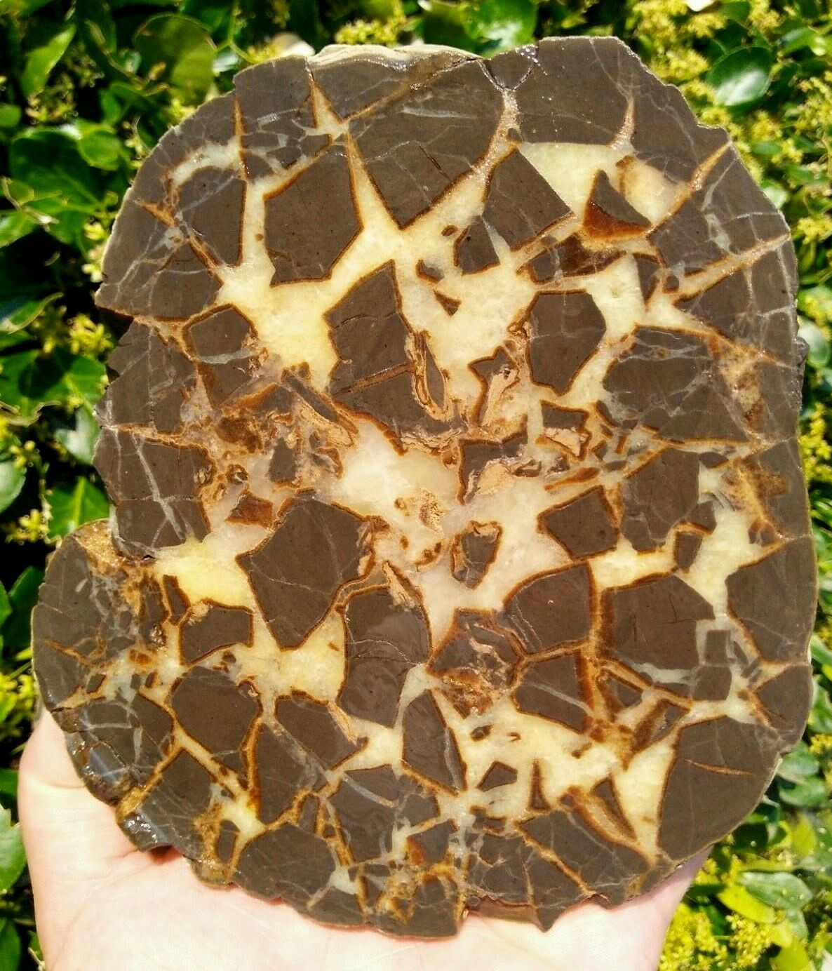 FACE CUT SEPTARIAN NODULE YELLOW CALCITE BRECCIA WHITE CRYSTAL UTAH 3LBS 9.1OZ!