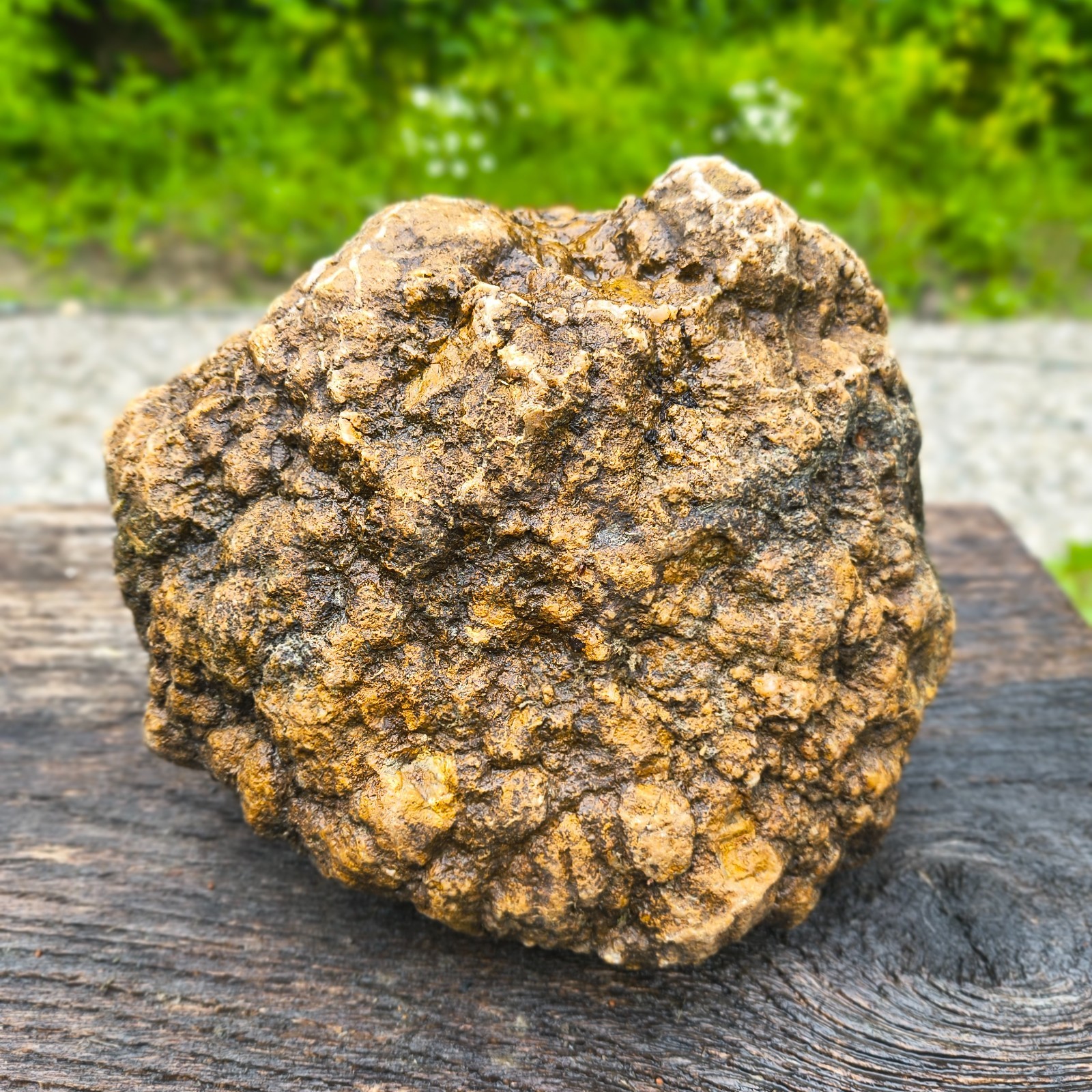 Large Kentucky Geode Natural Unopened Crystal Geode Collector Specimen