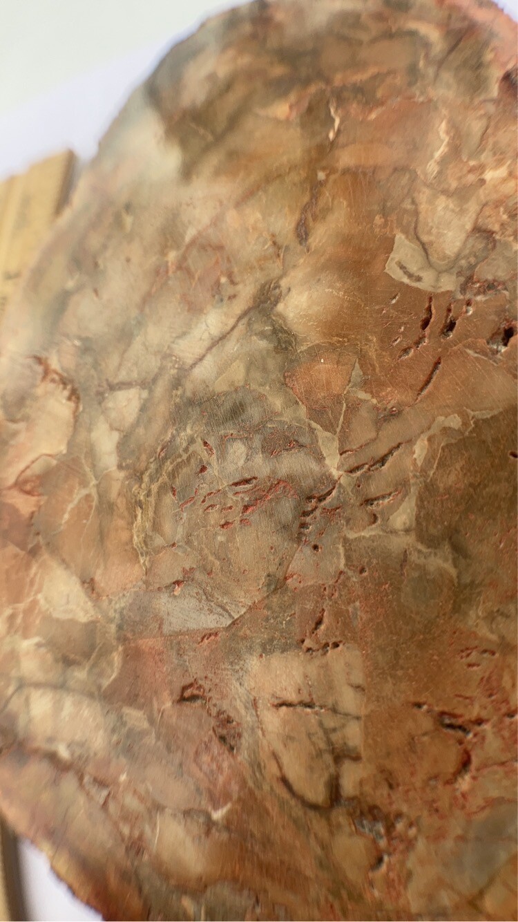 Petrified Wood Slab 308 Gram/both Sides Polished,Bark Ring On/Beautiful Specimen
