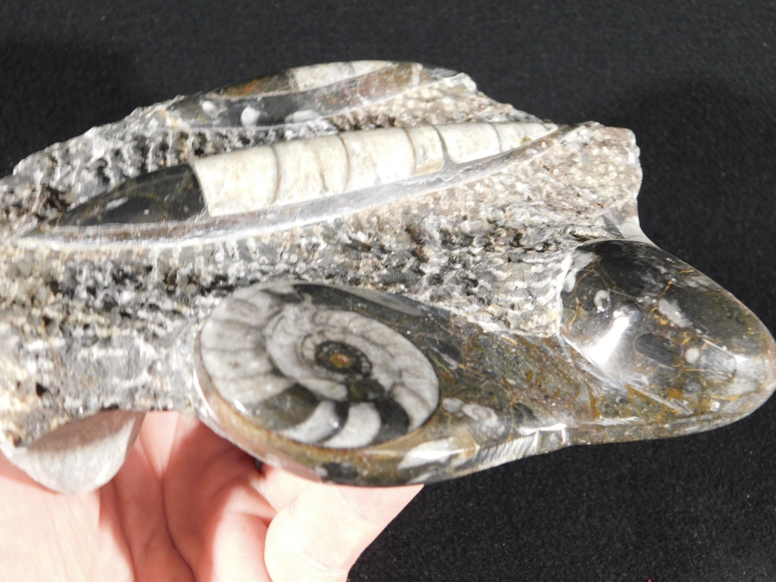TWO! FREE Standing Polished Goniatites and TWO Orthoceras Fossils Morocco 1121gr