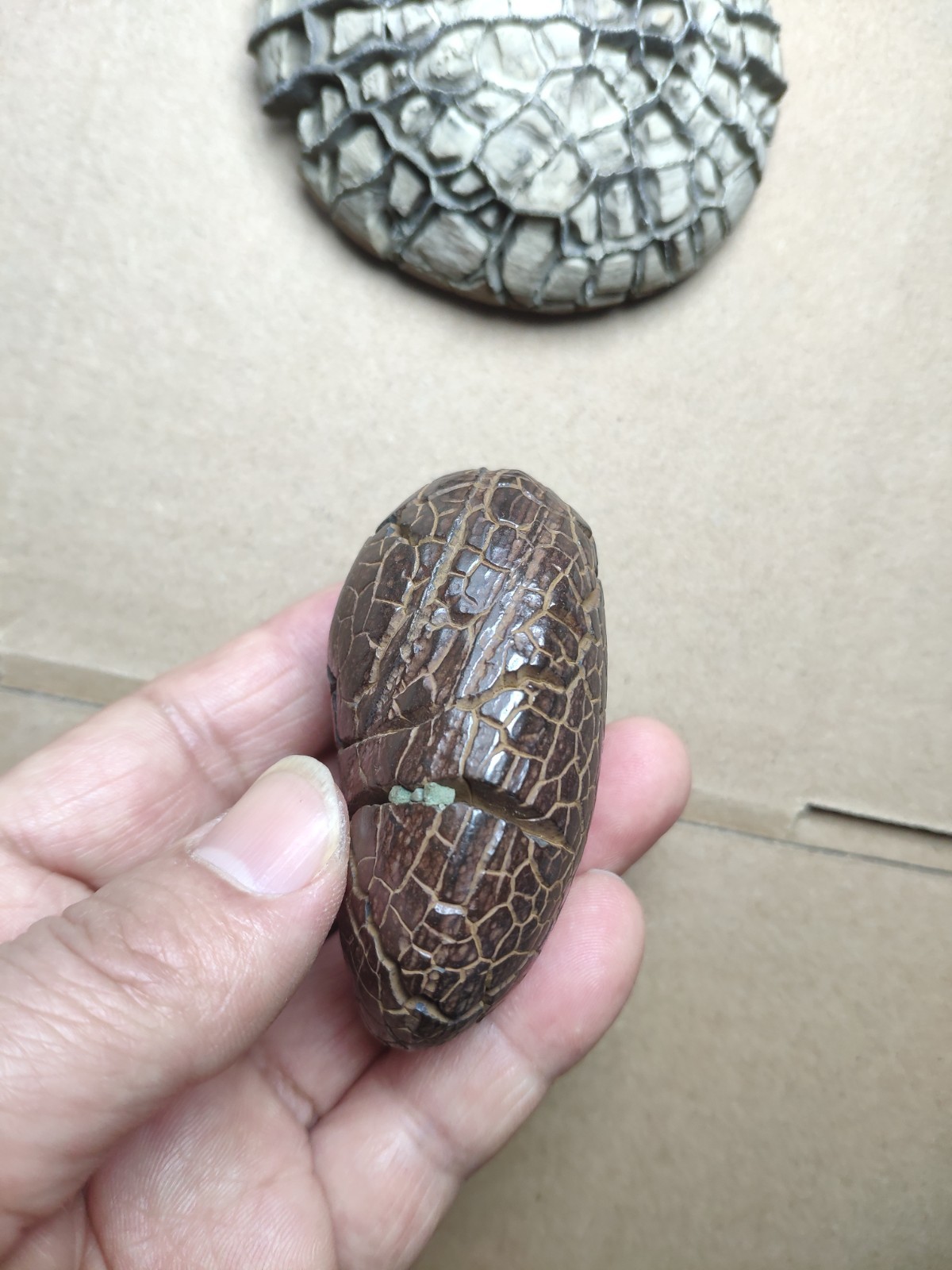 182g beautiful tortoise back pattern stone Turtle grain stone Landscape stone